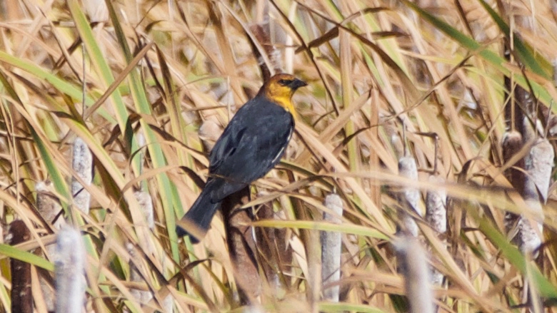 Yellow-headed Blackbird - male