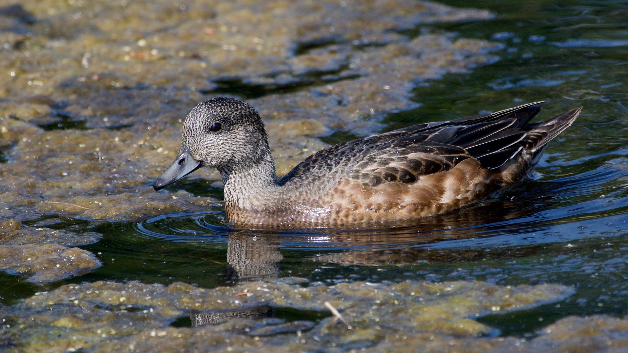 American Wigeon - female