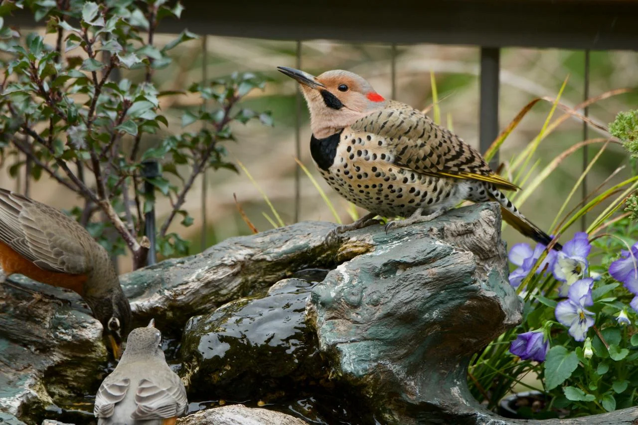 How to Use Water Features to Attract Birds to Your Yard