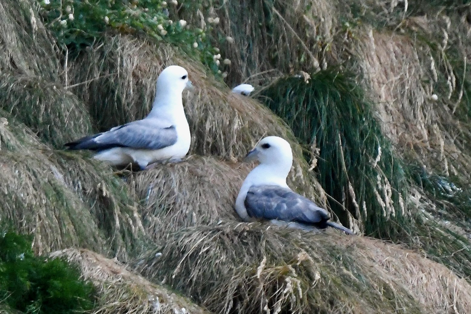 Northern Fulmar - nesting