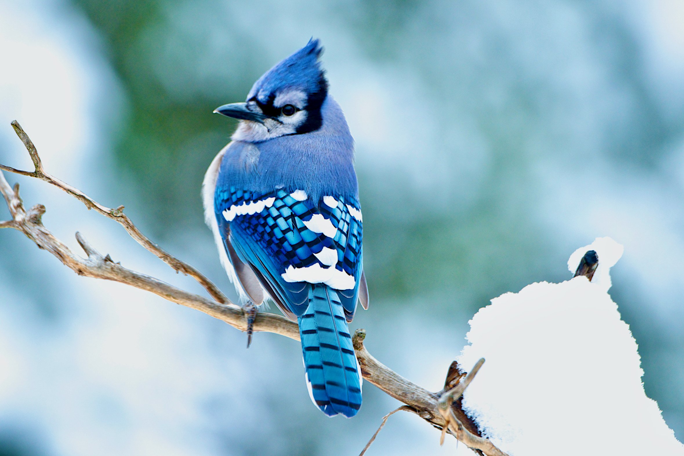 Winter Birds in the Backyard