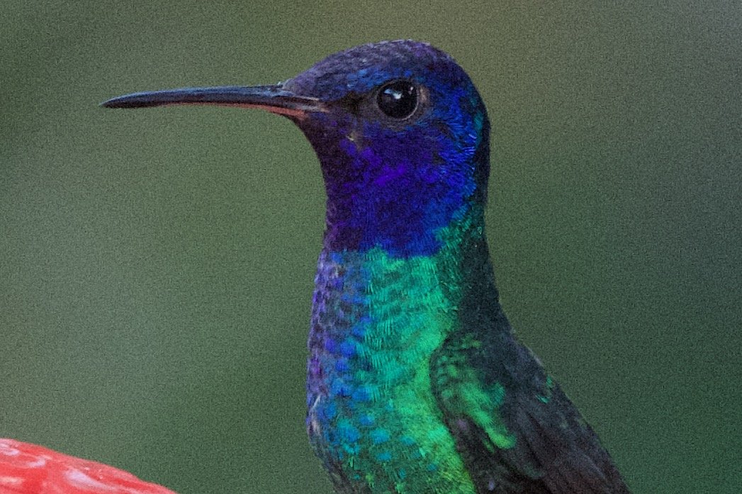 Golden-tailed Sapphire