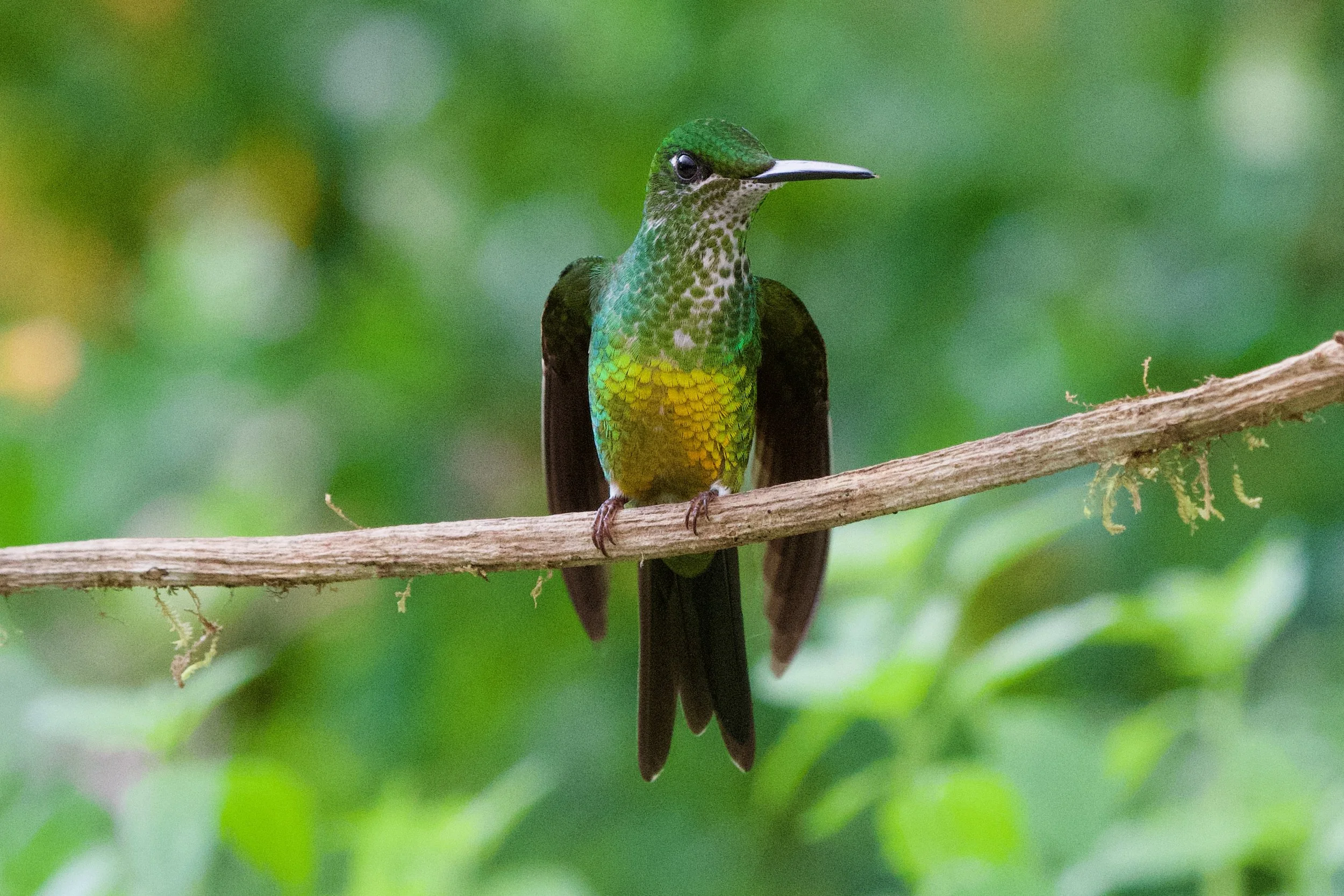 Ecuador Trip 2019 - Hummingbirds