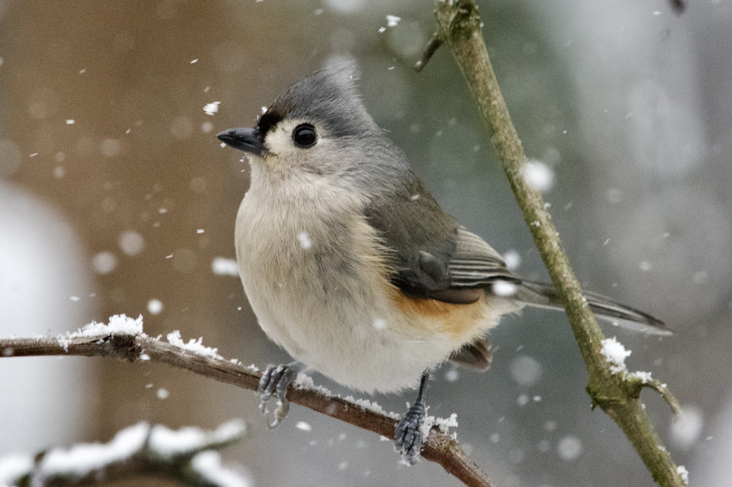 Tufted Titmouse