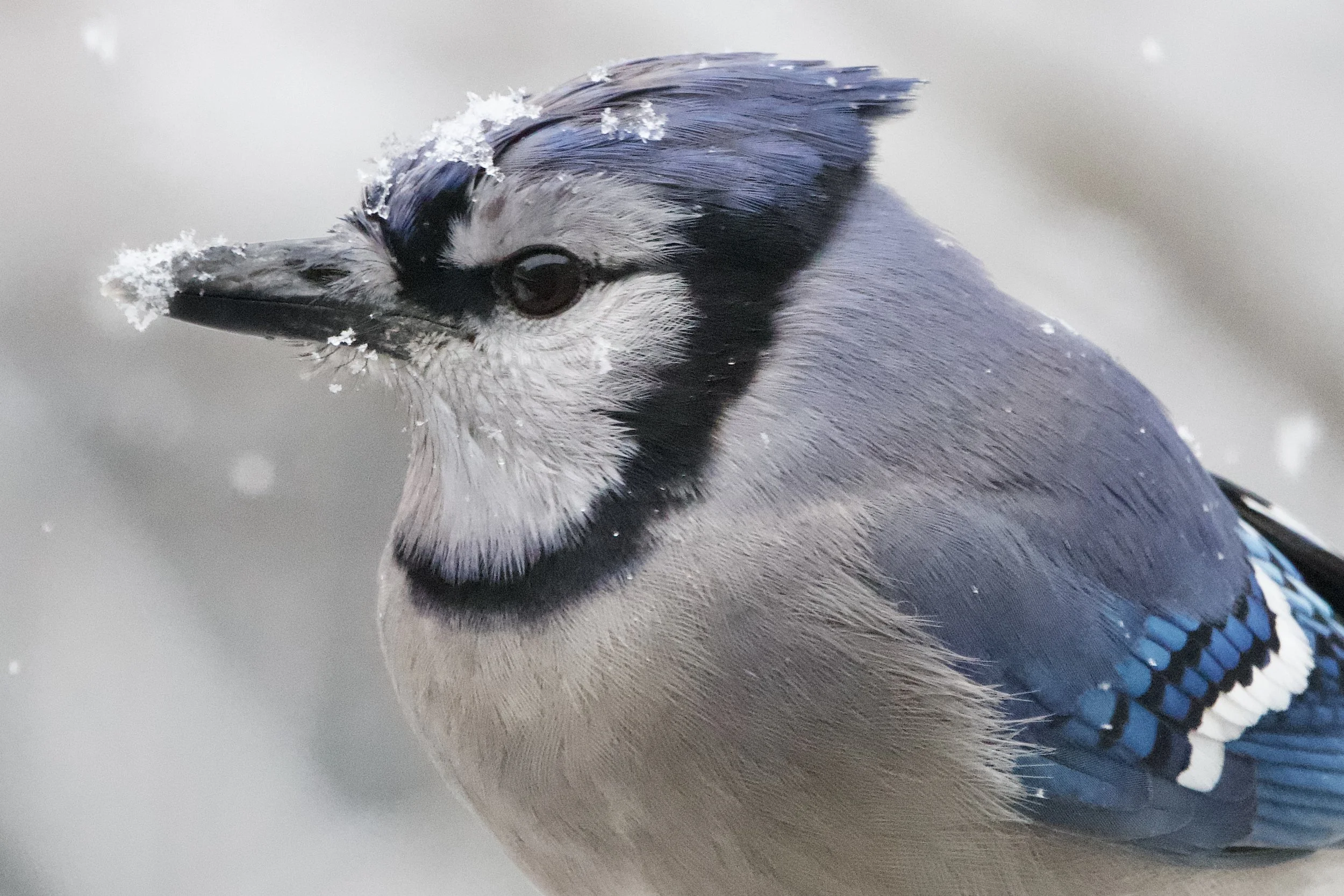 New Year’s Bird Watching