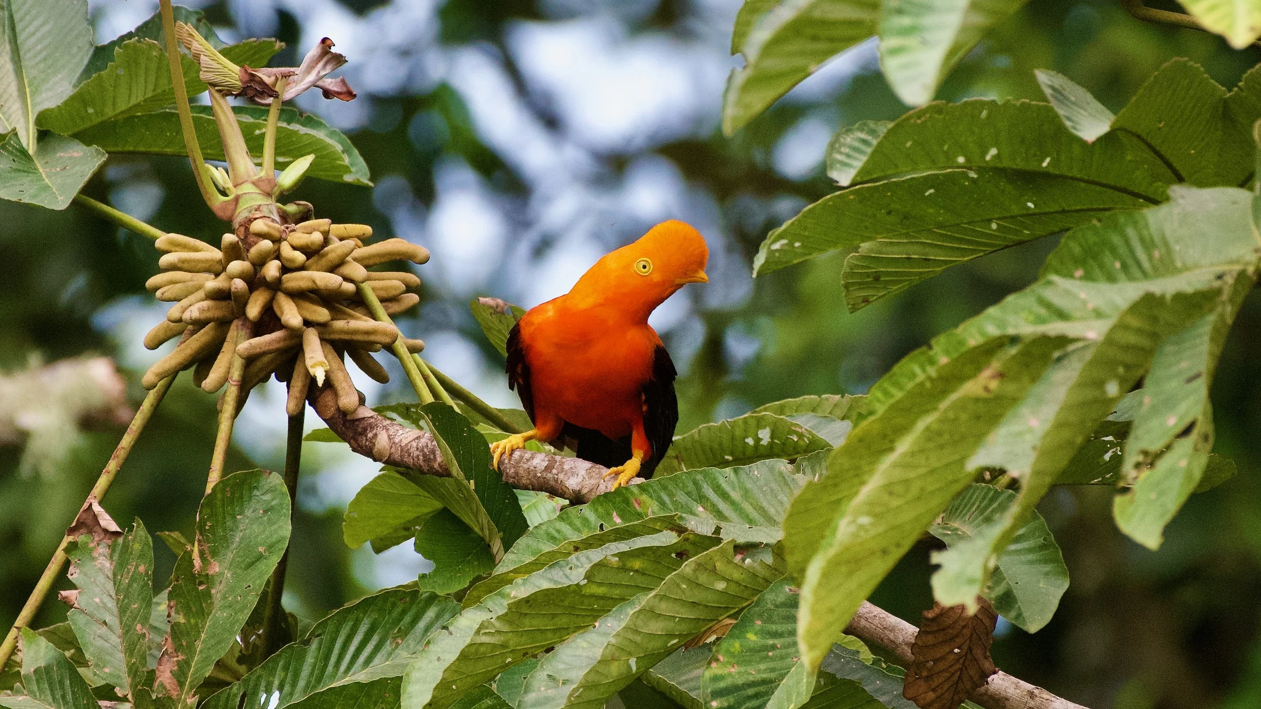 Andean Cock of the Rock (Eastern Slope).