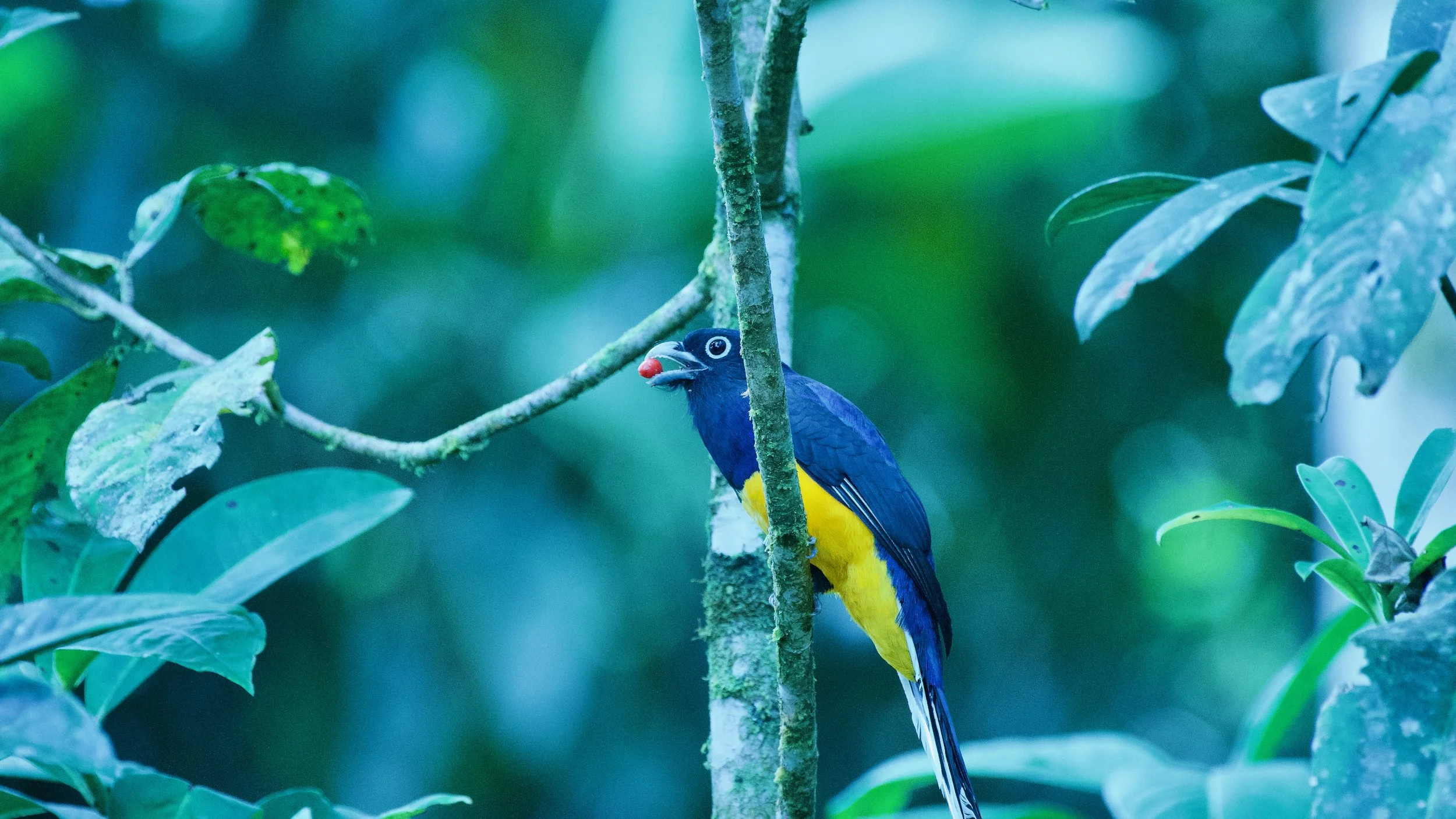 Amazonian White-tailed Trogon