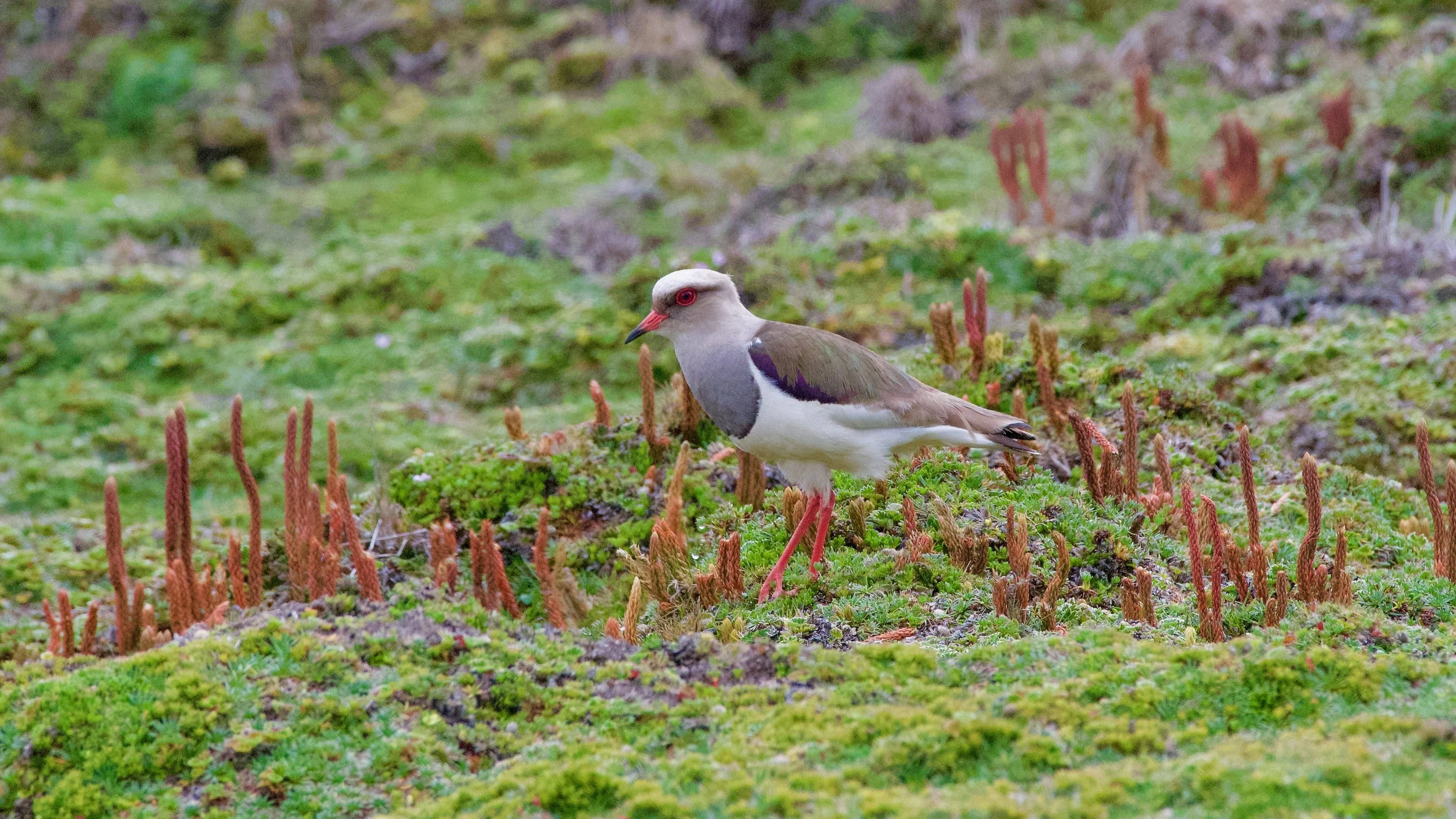 Andean Lapwing