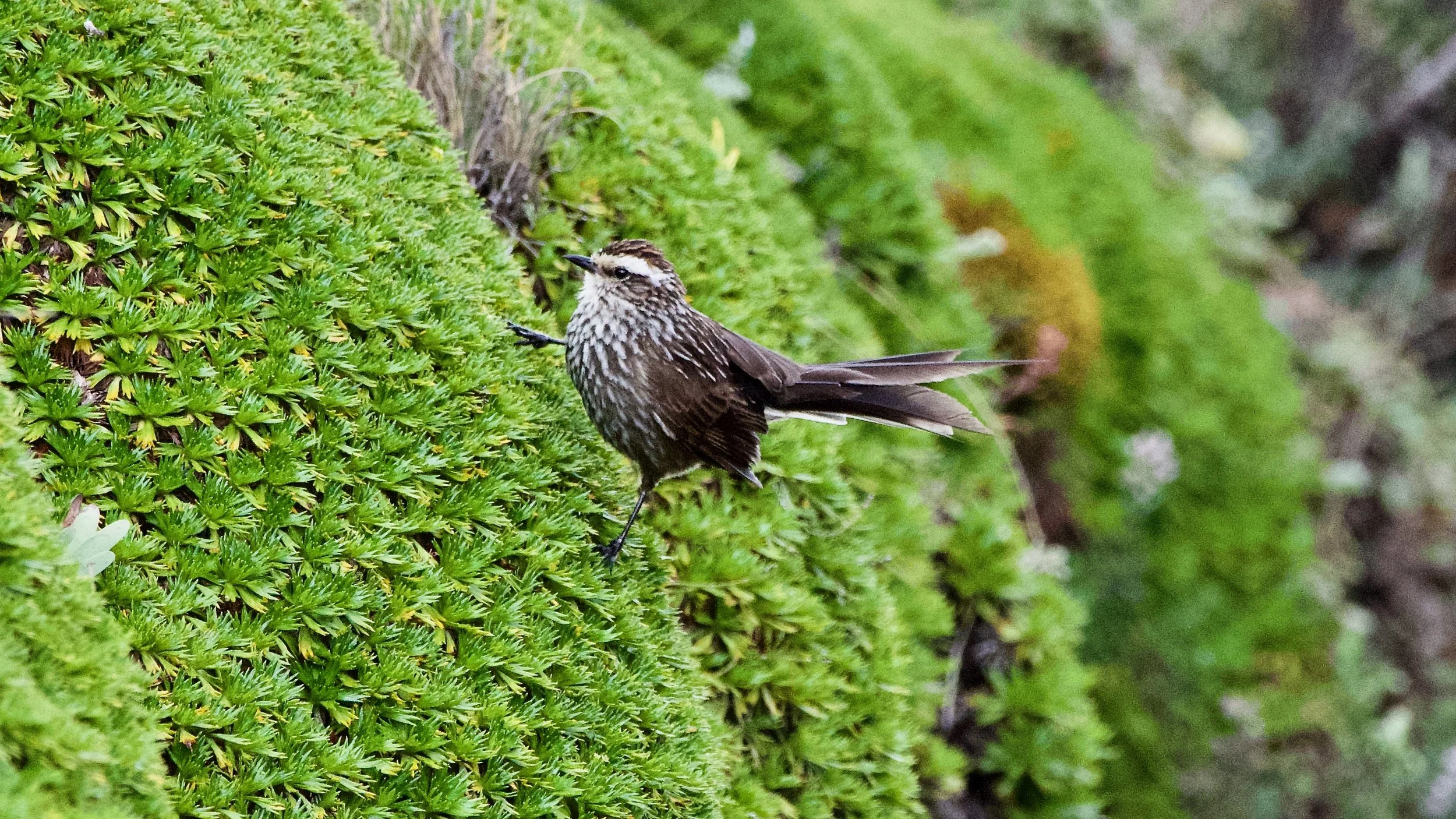 Andean Tit-Spinetail