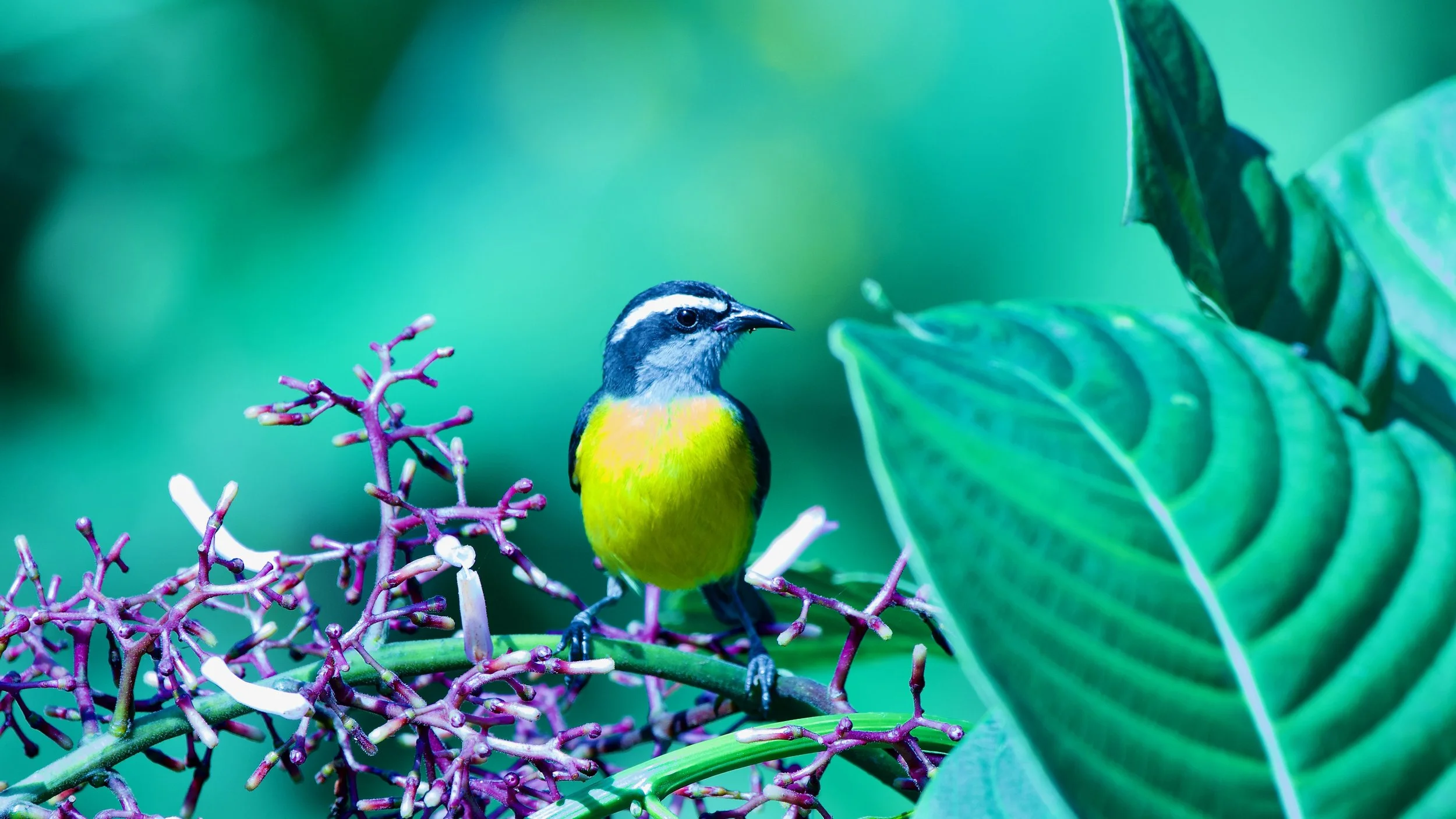Bananaquit