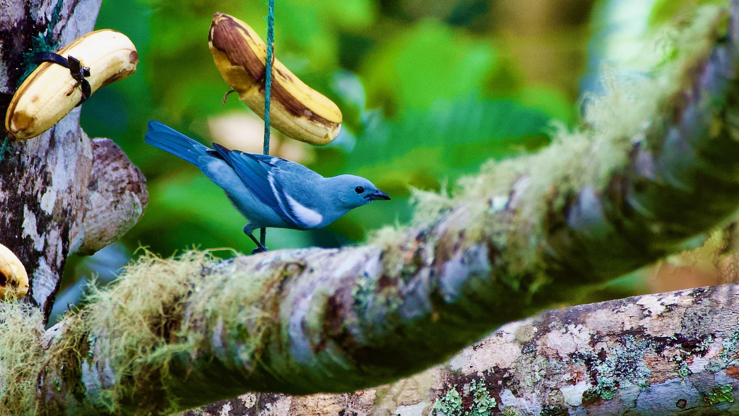 Blue-grey Tanager