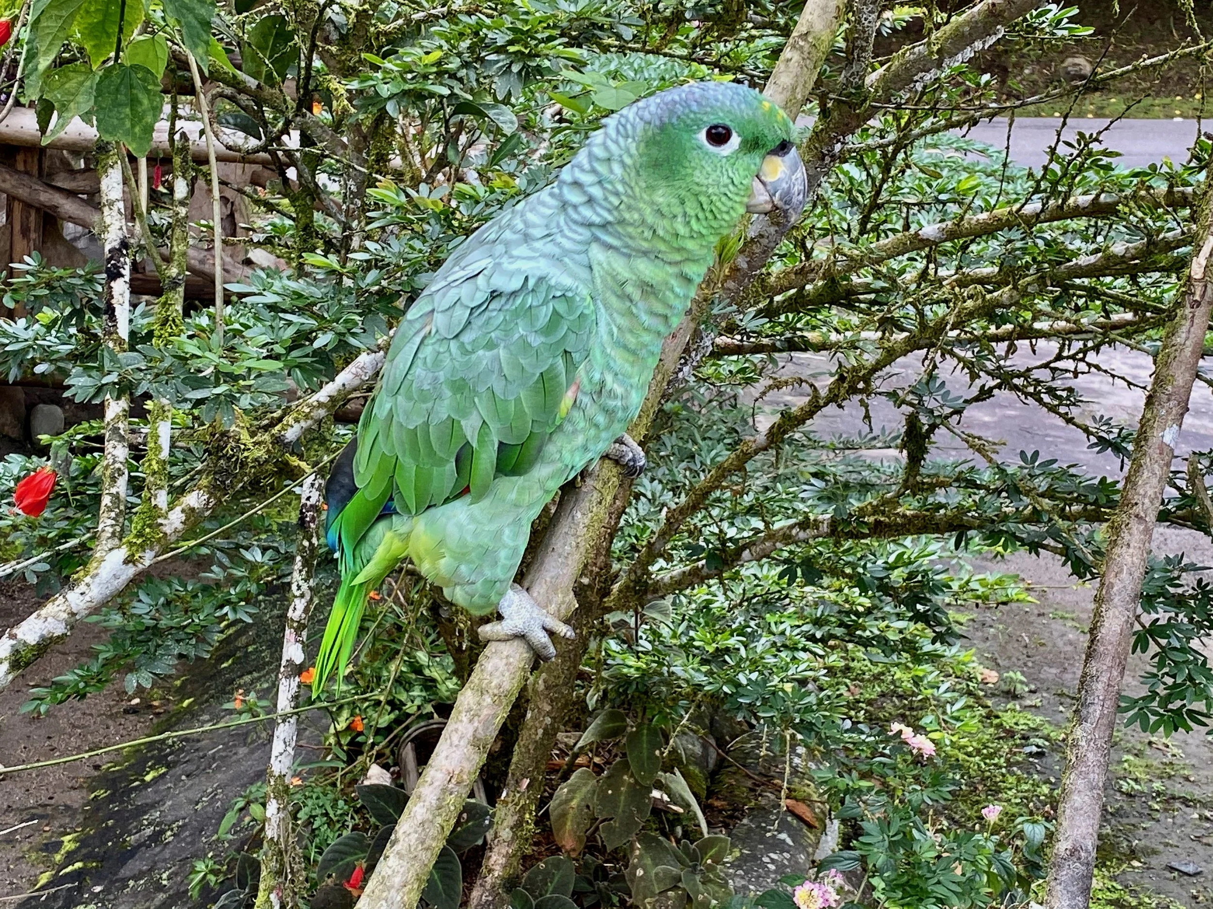 Mealy Parrot