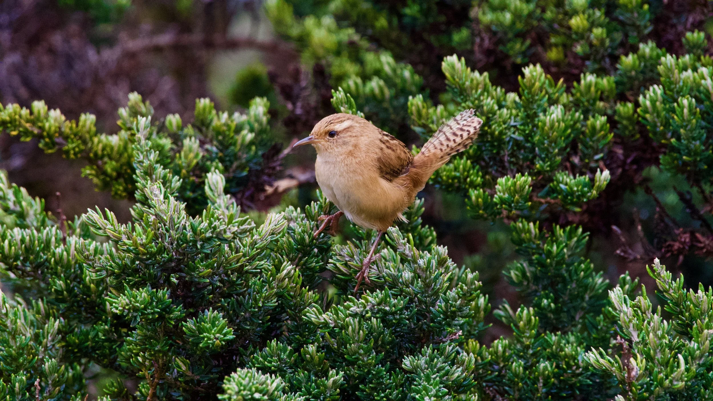 Grass Wren
