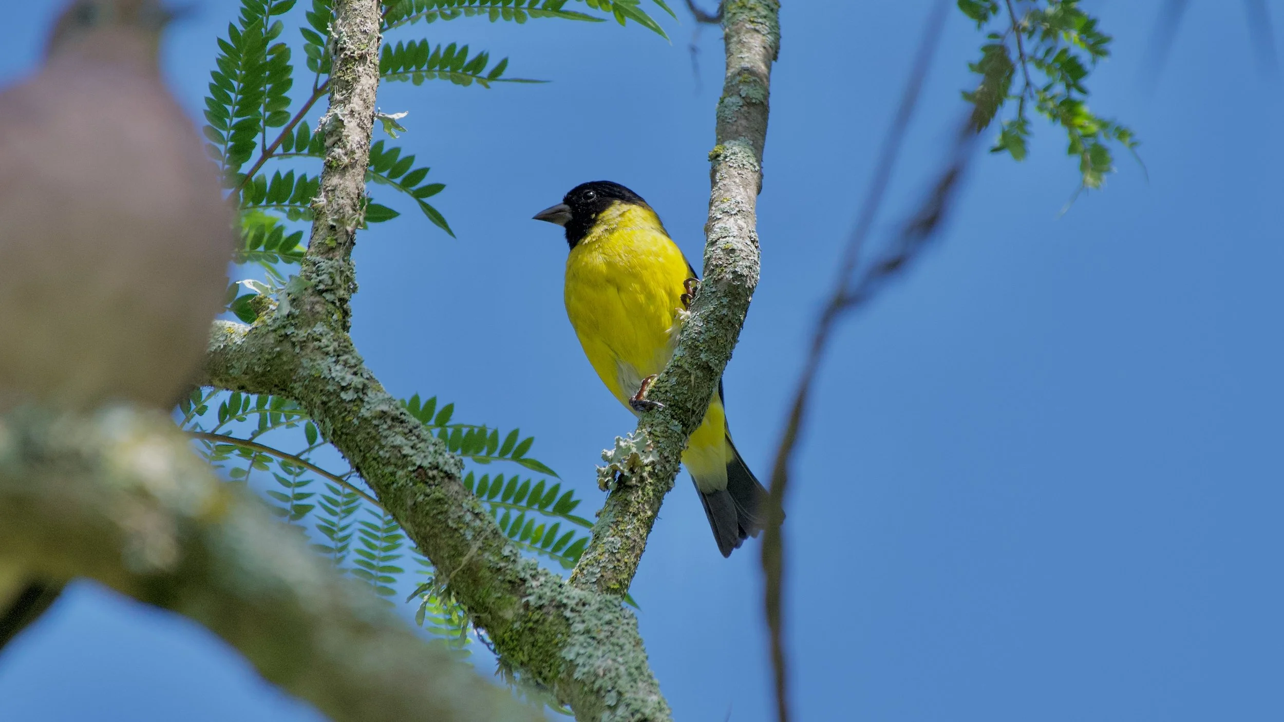 Hooded-siskin
