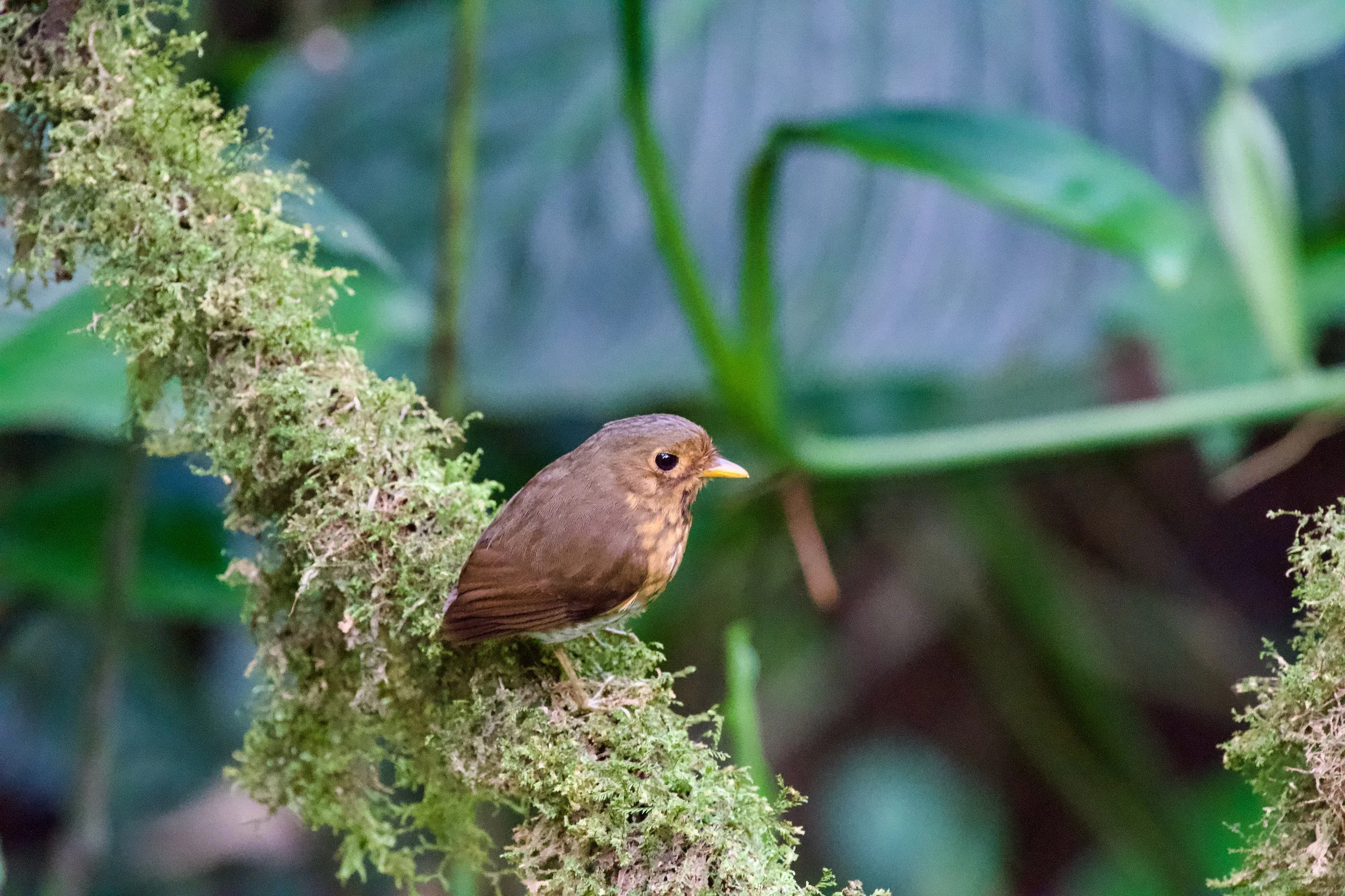Ochre-breasted Antpitta