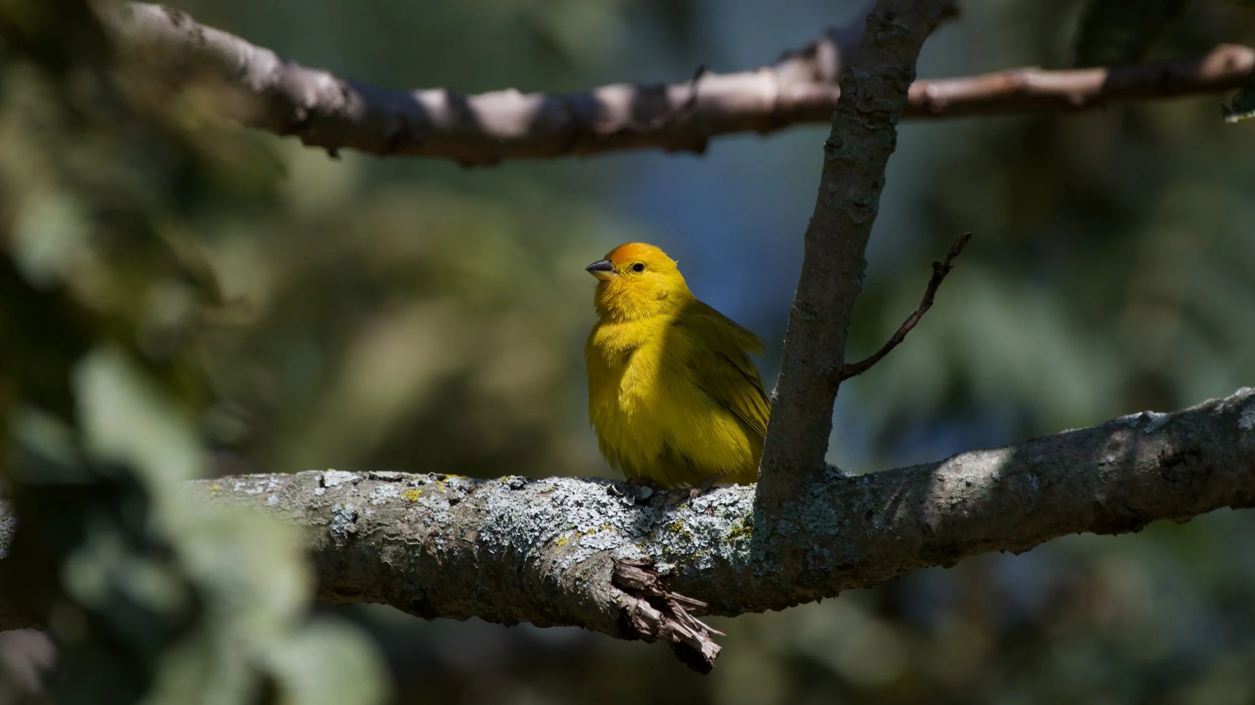 Saffron Finch