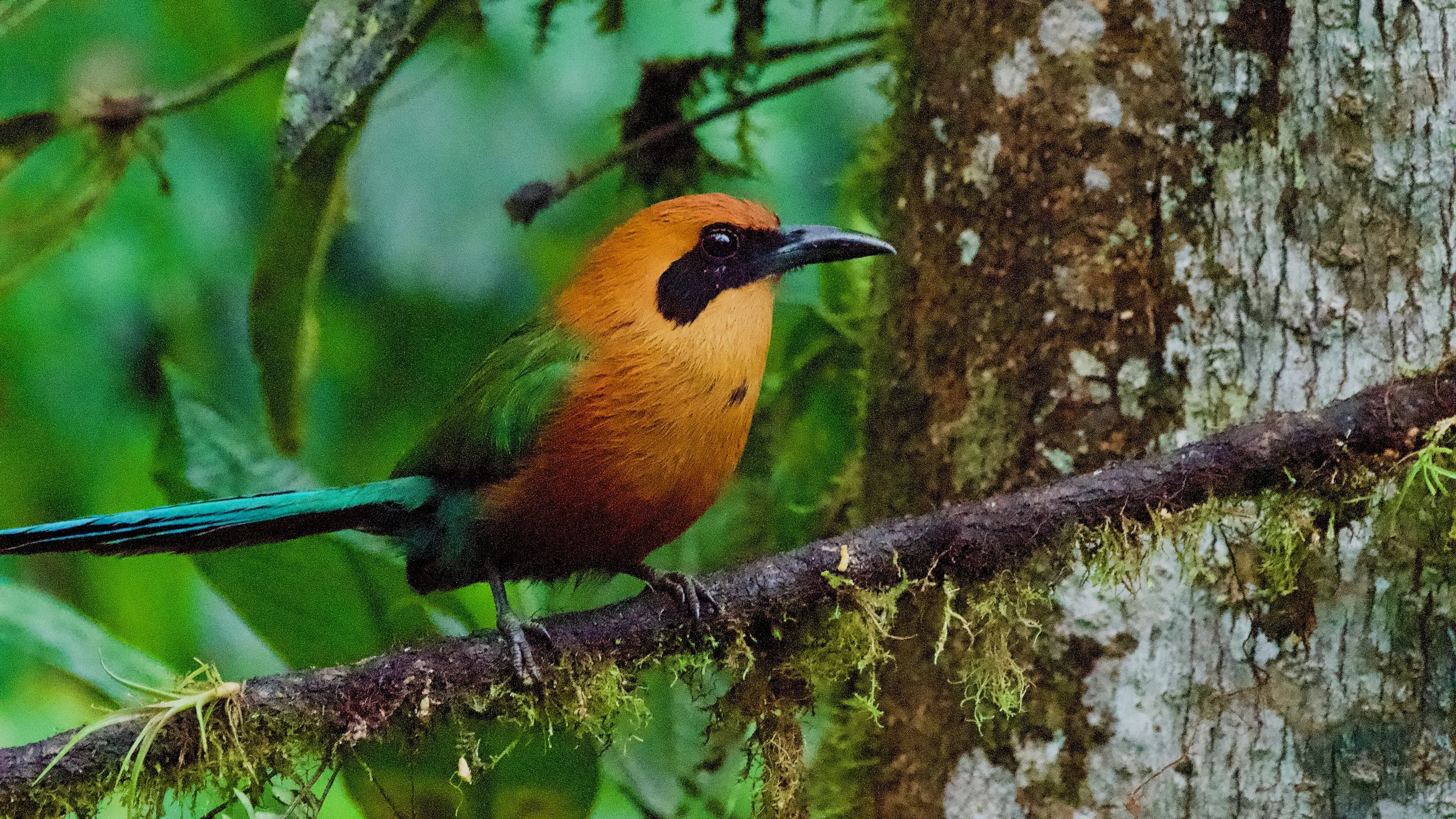 Rufous Motmot