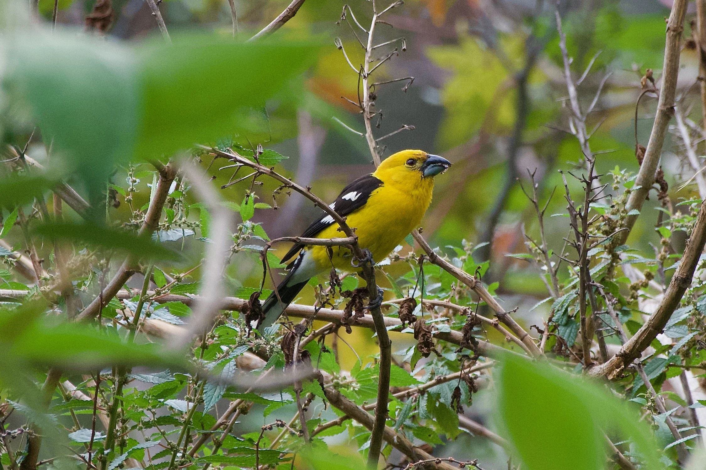 Southern Yellow-Grosbeak-male