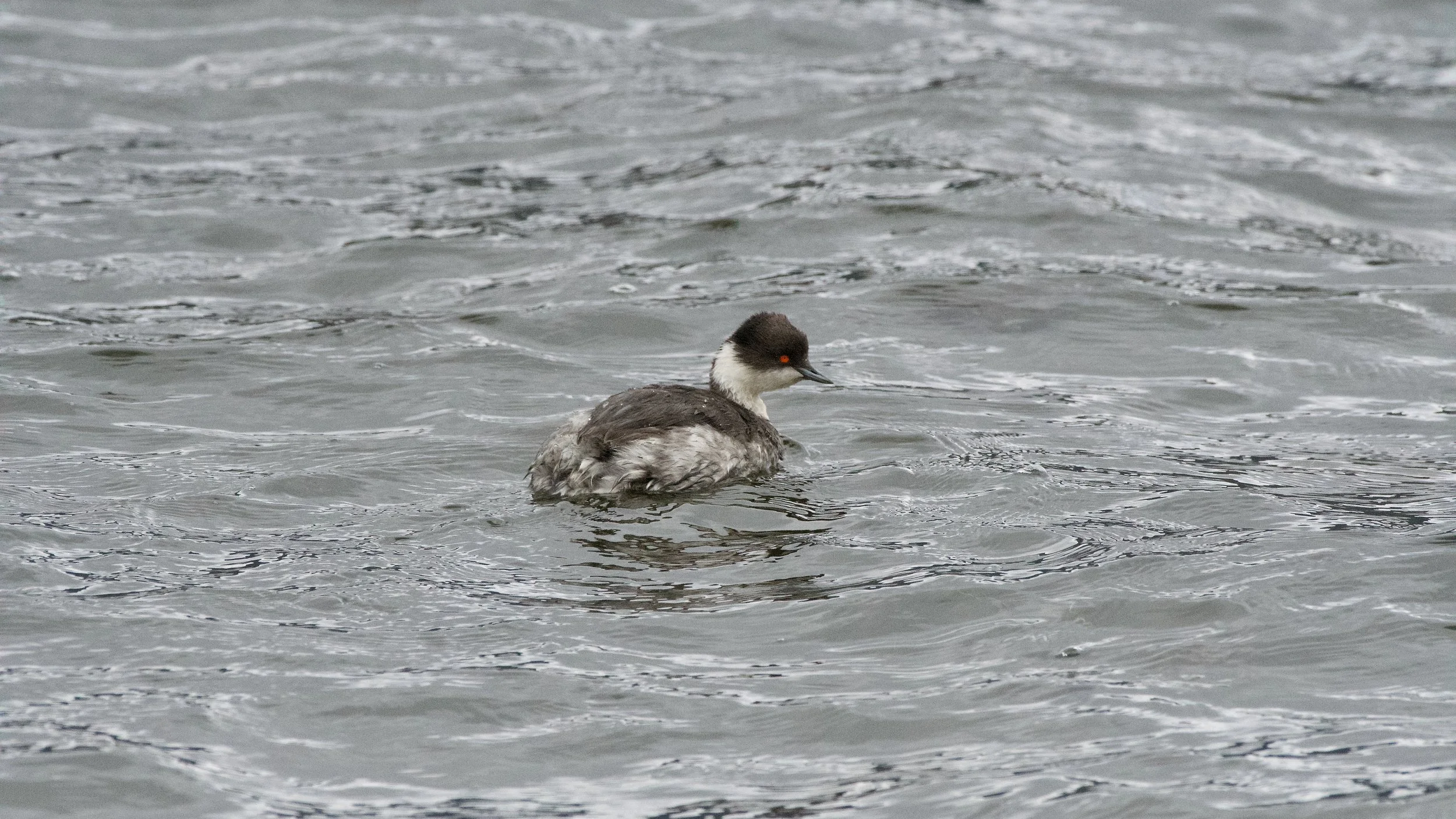 Silvery Grebe
