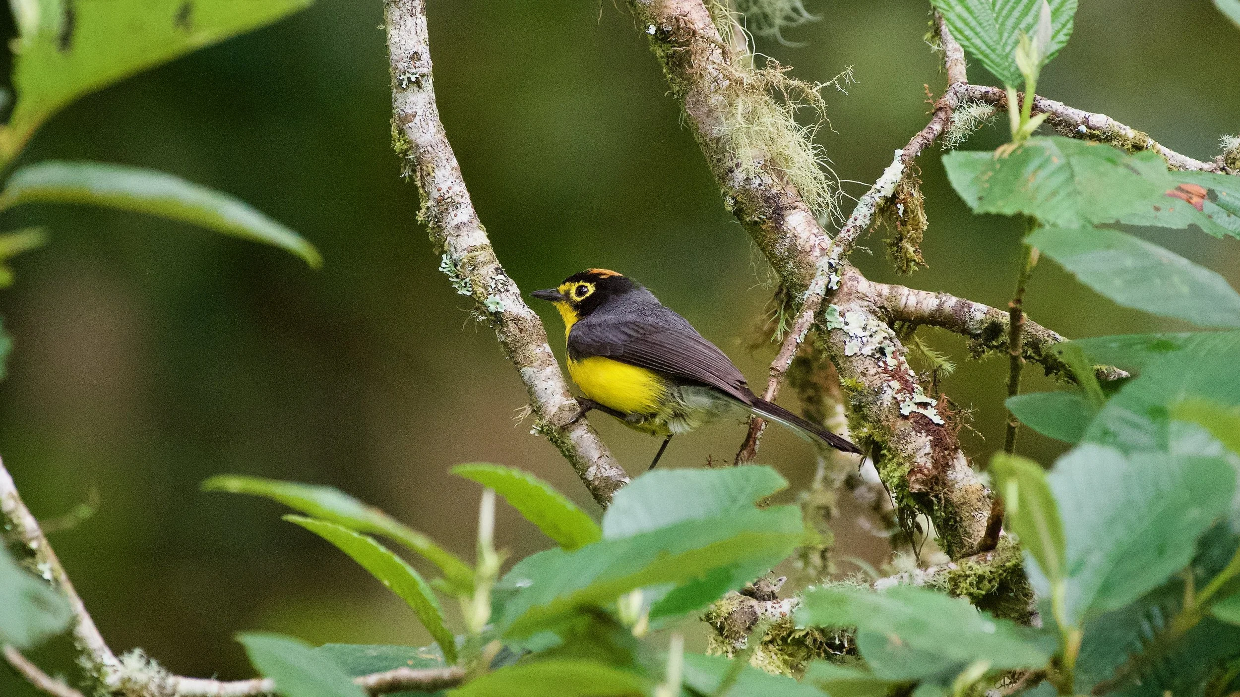 Spectacled Whitestart