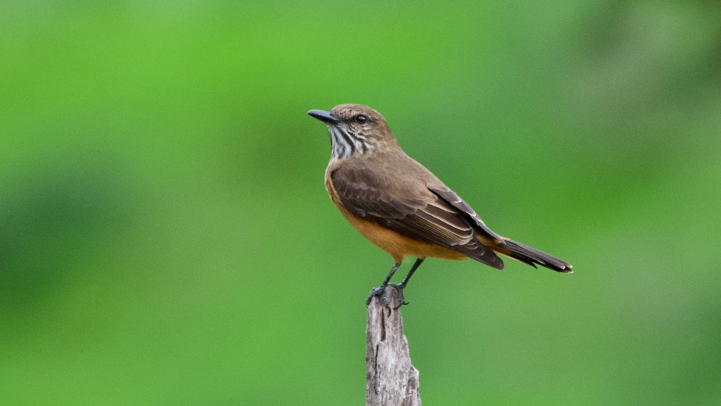 Streak-throated Bush Tyrant
