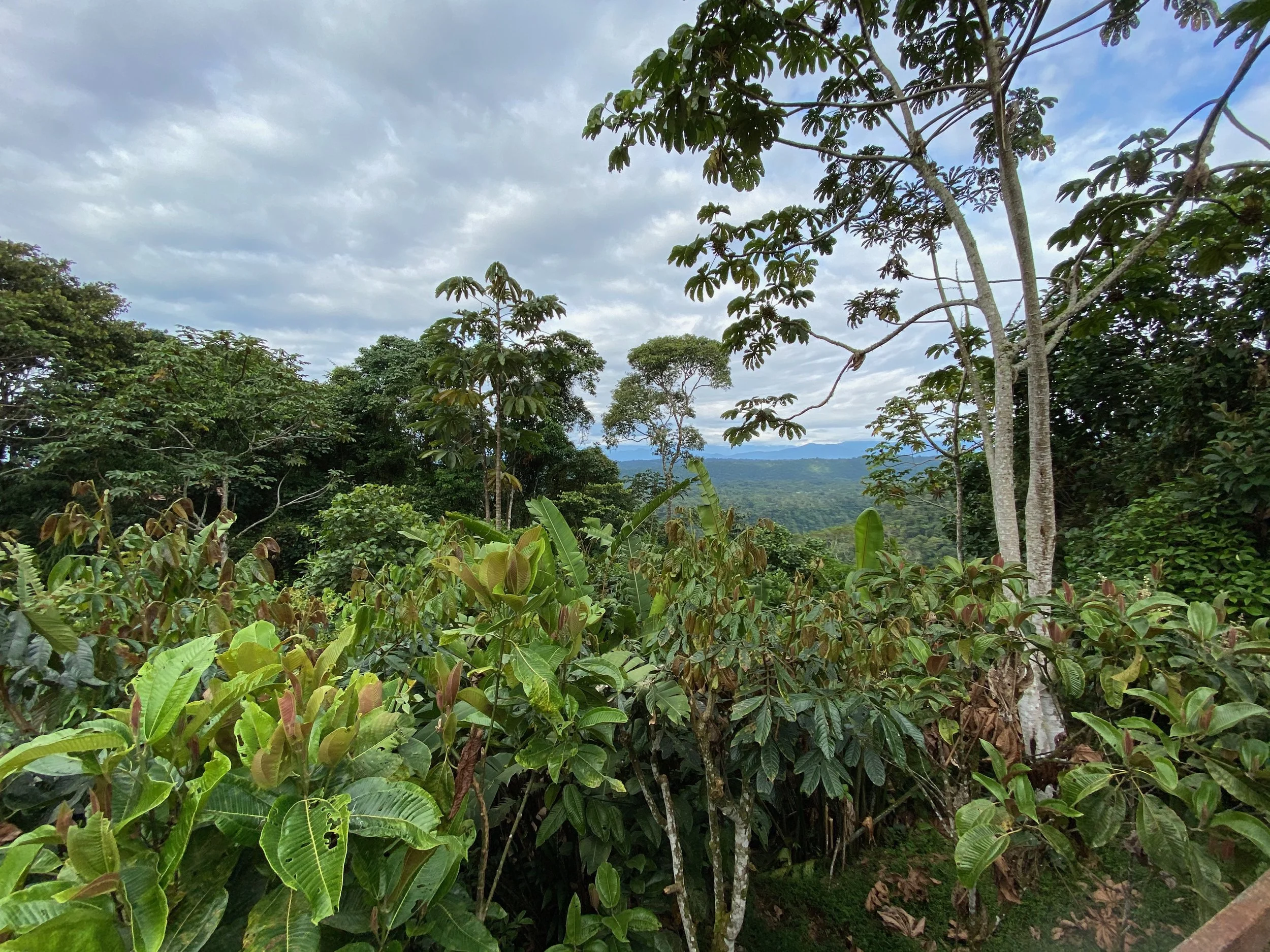 Sumaco Lodge