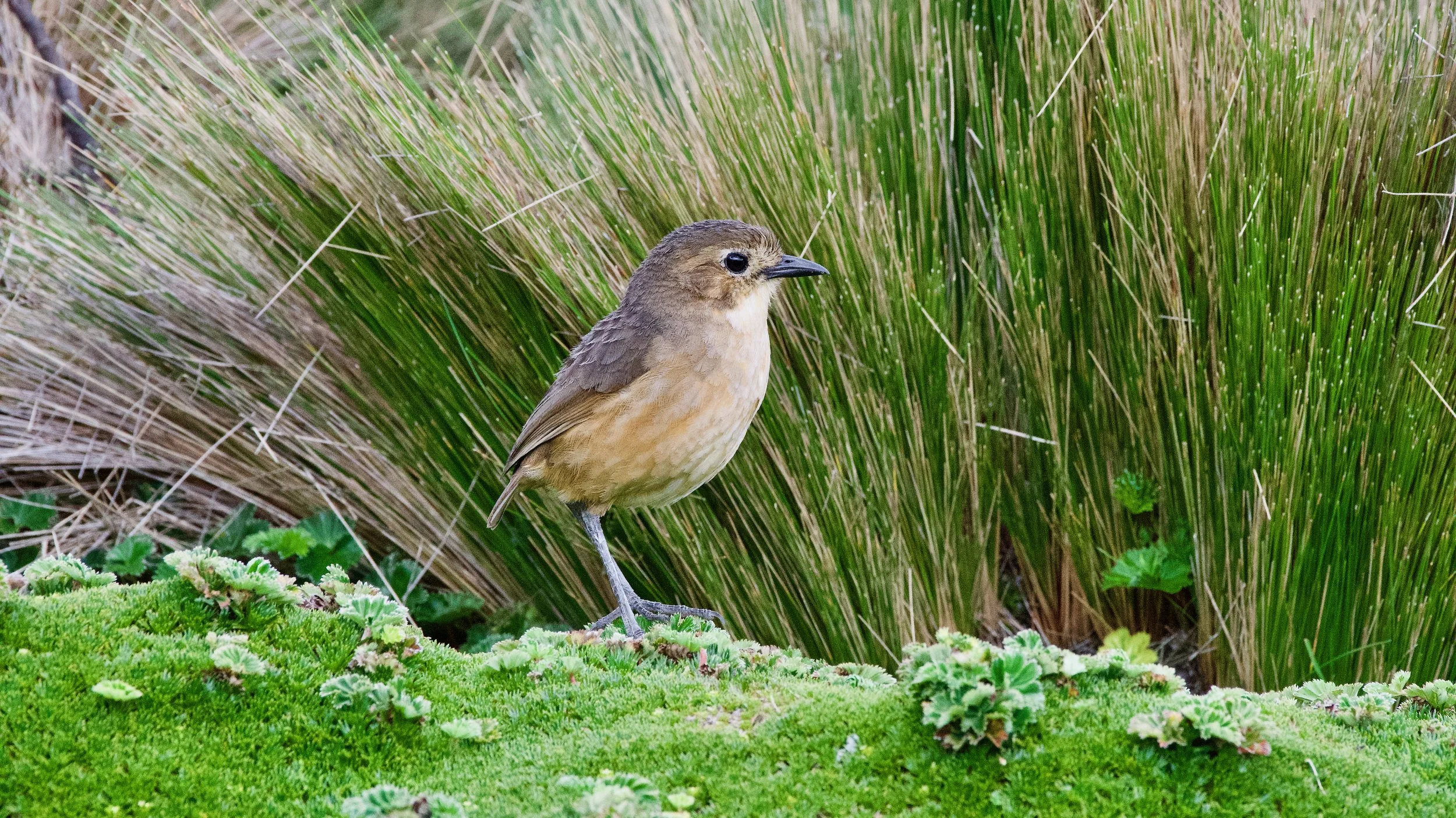 Tawny Antpita