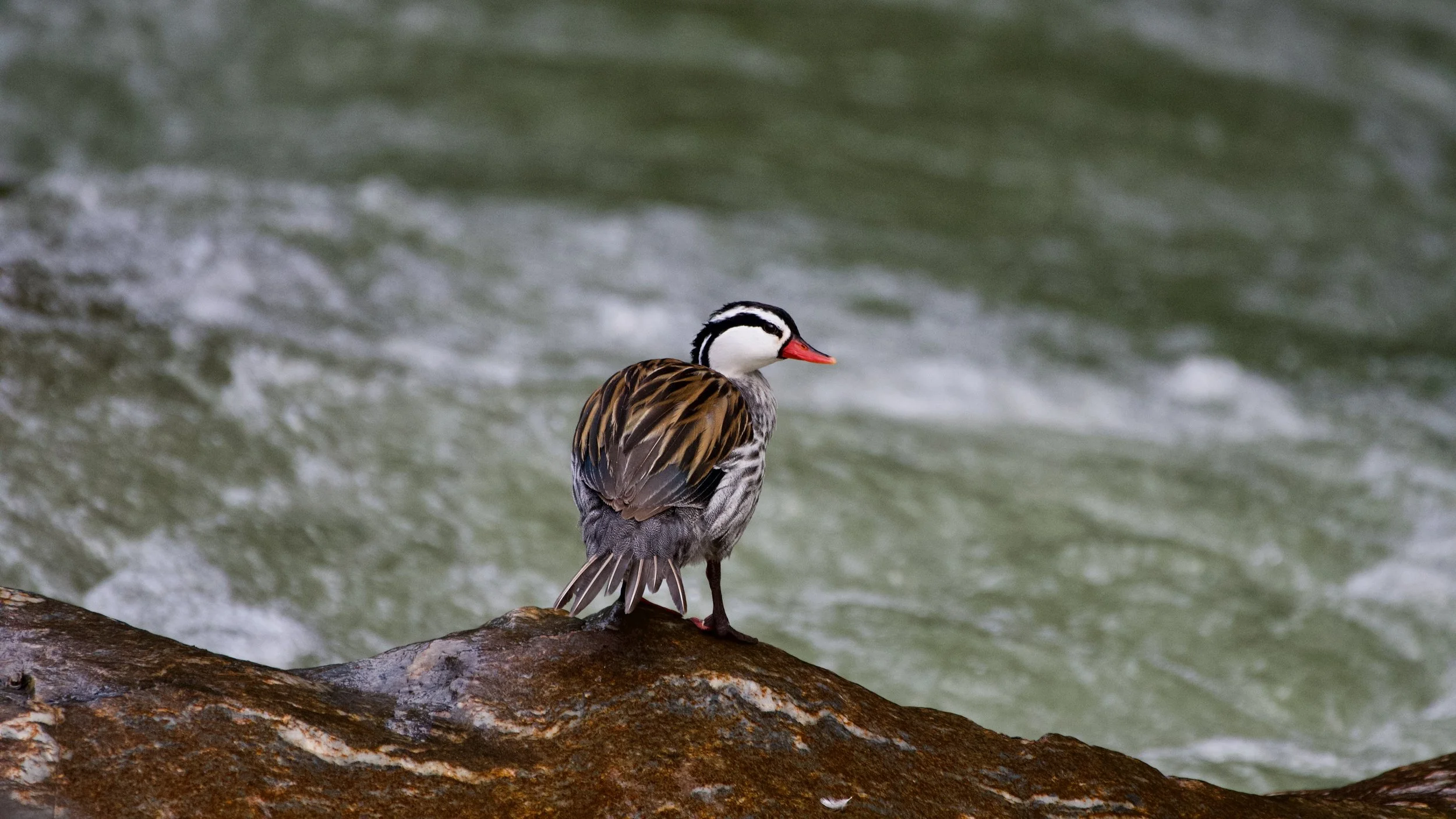 Torrent Duck