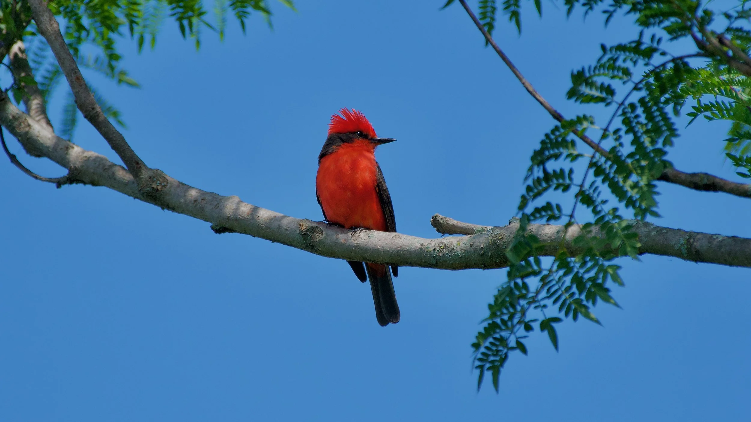Vermillion Flycatcher-Male