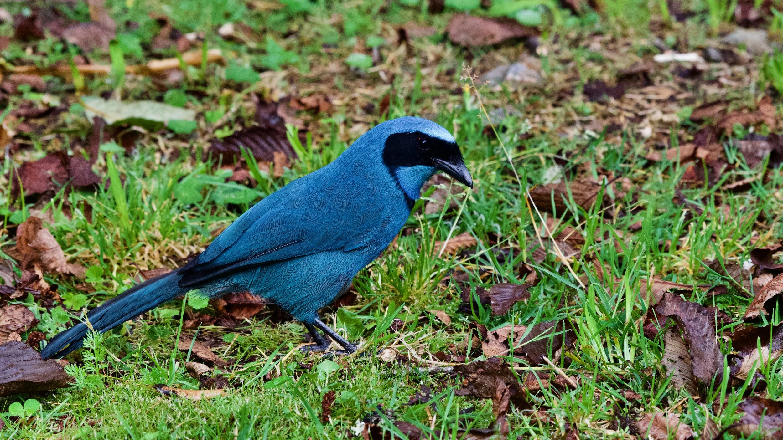 Turquiose Jay