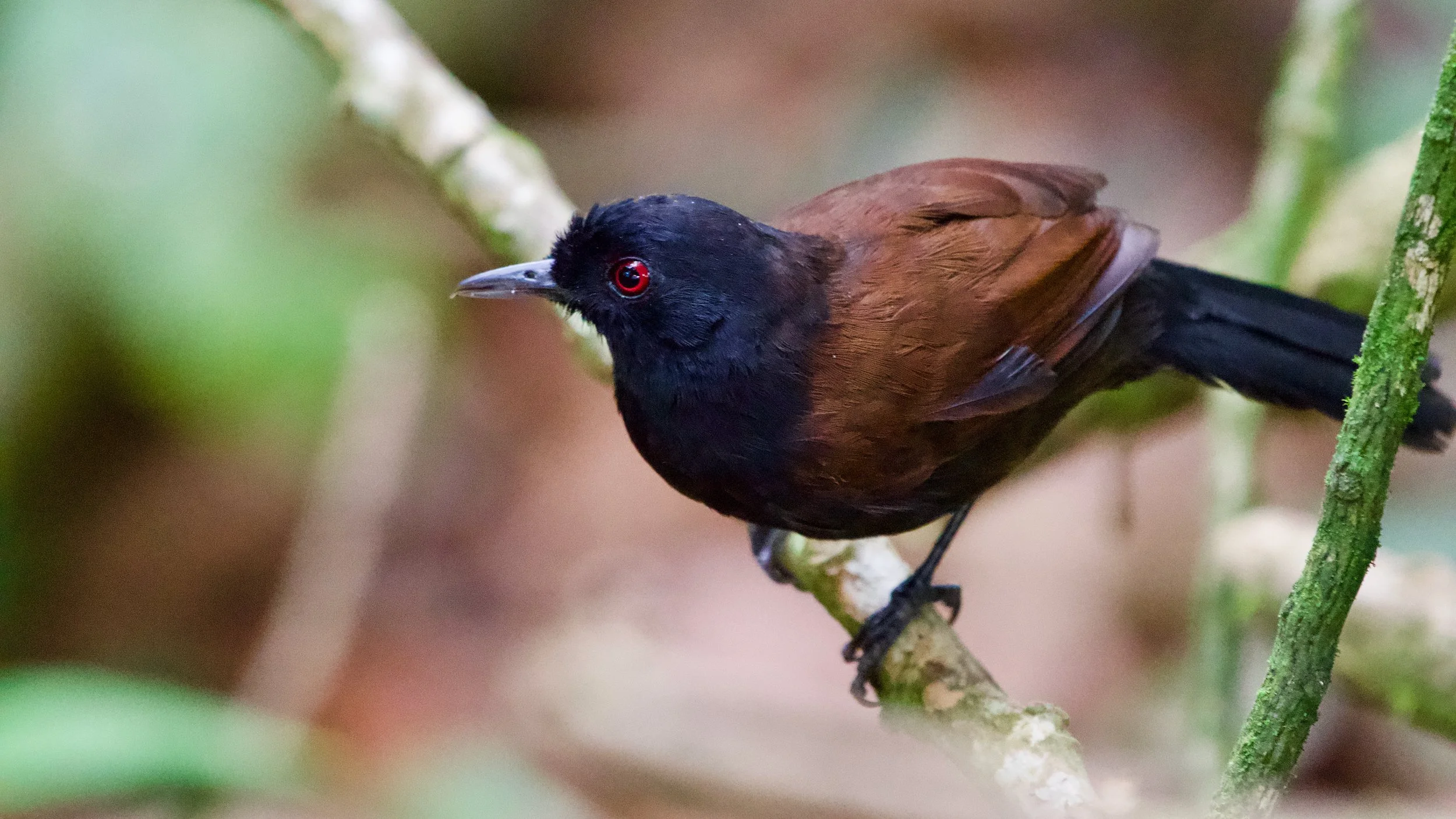 White-backed Fire-eye - female
