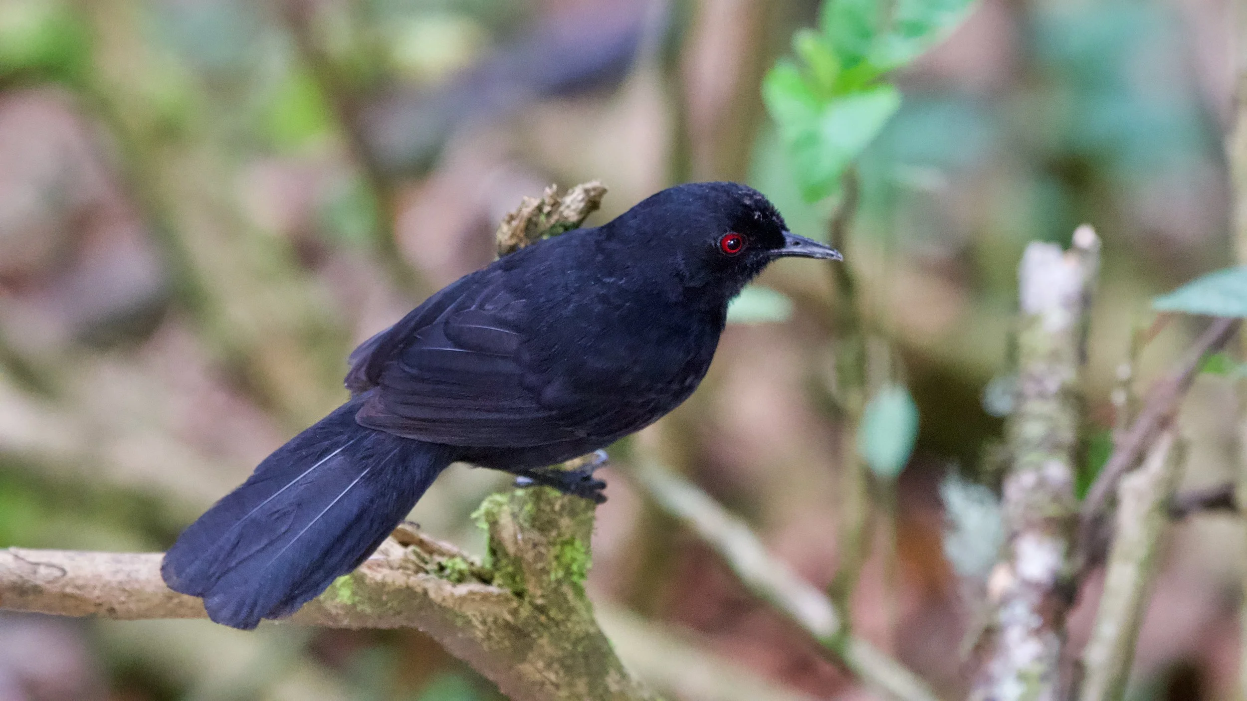 White-backed Fire-eye - female