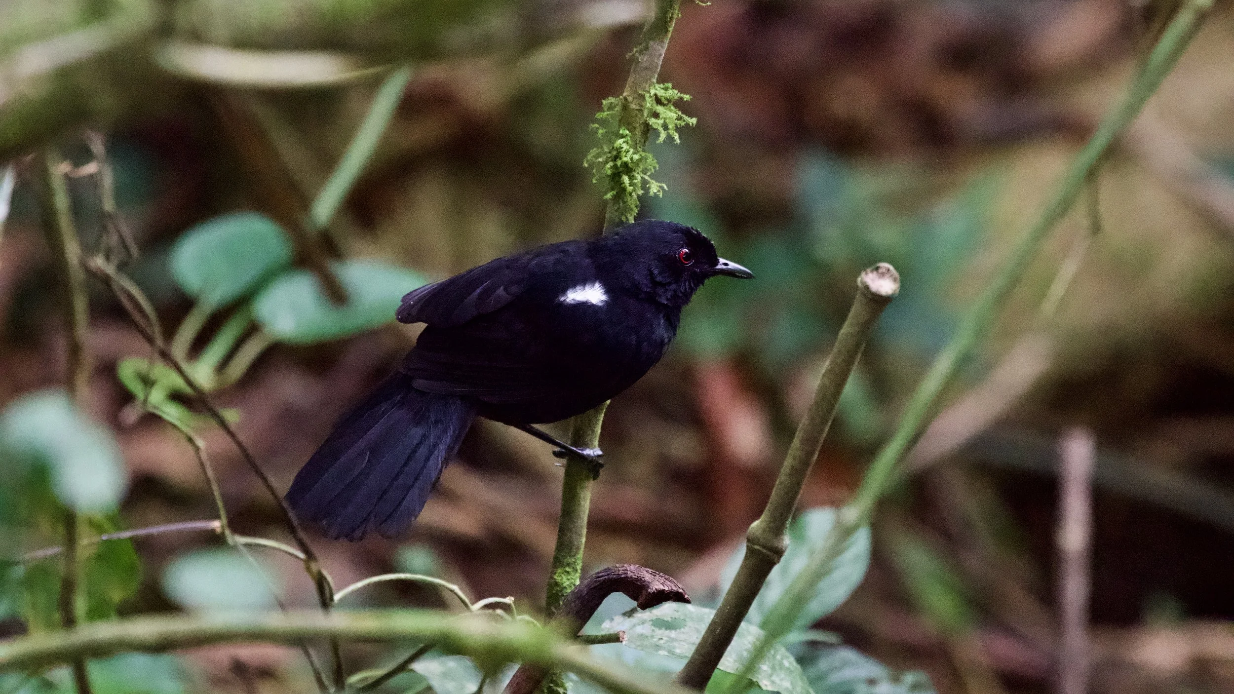 White-backed Fire-eye - male