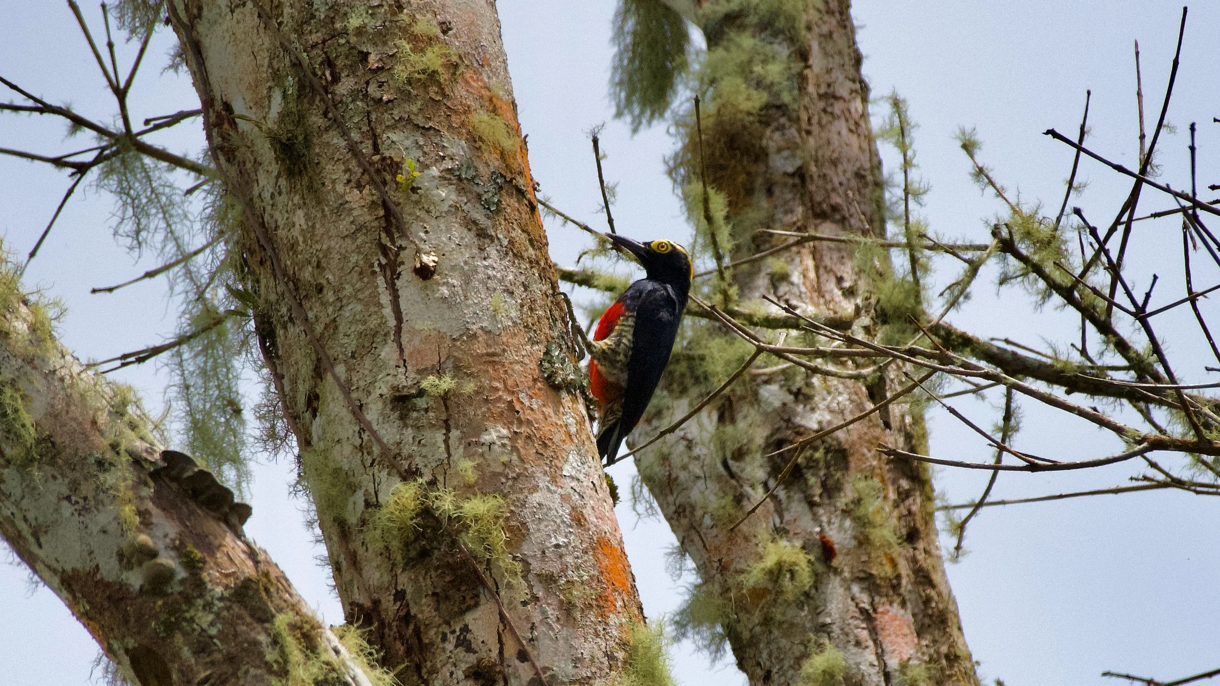 Yellow-tufted Woodpecker