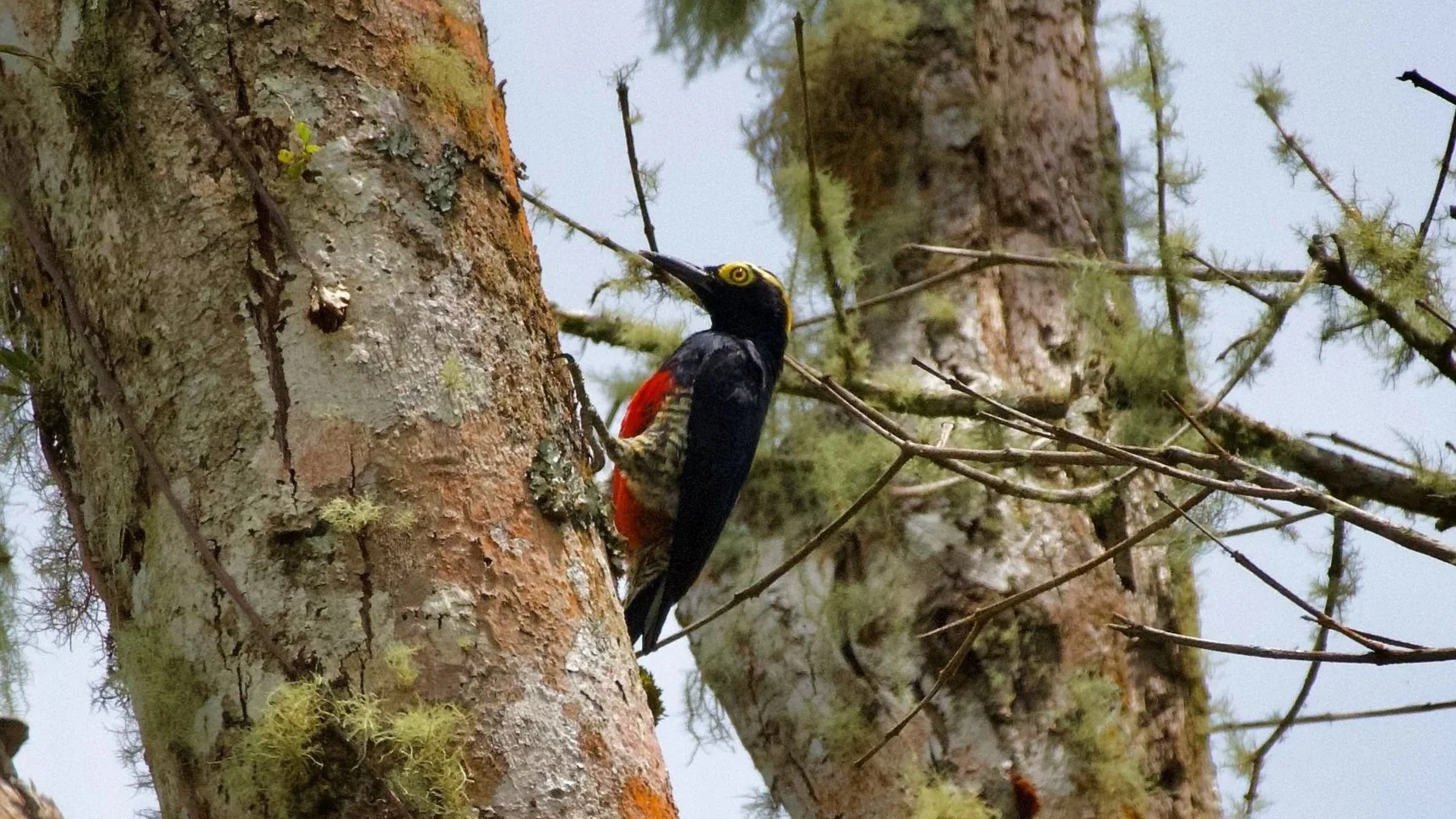 Yellow-tufted Woodpecker