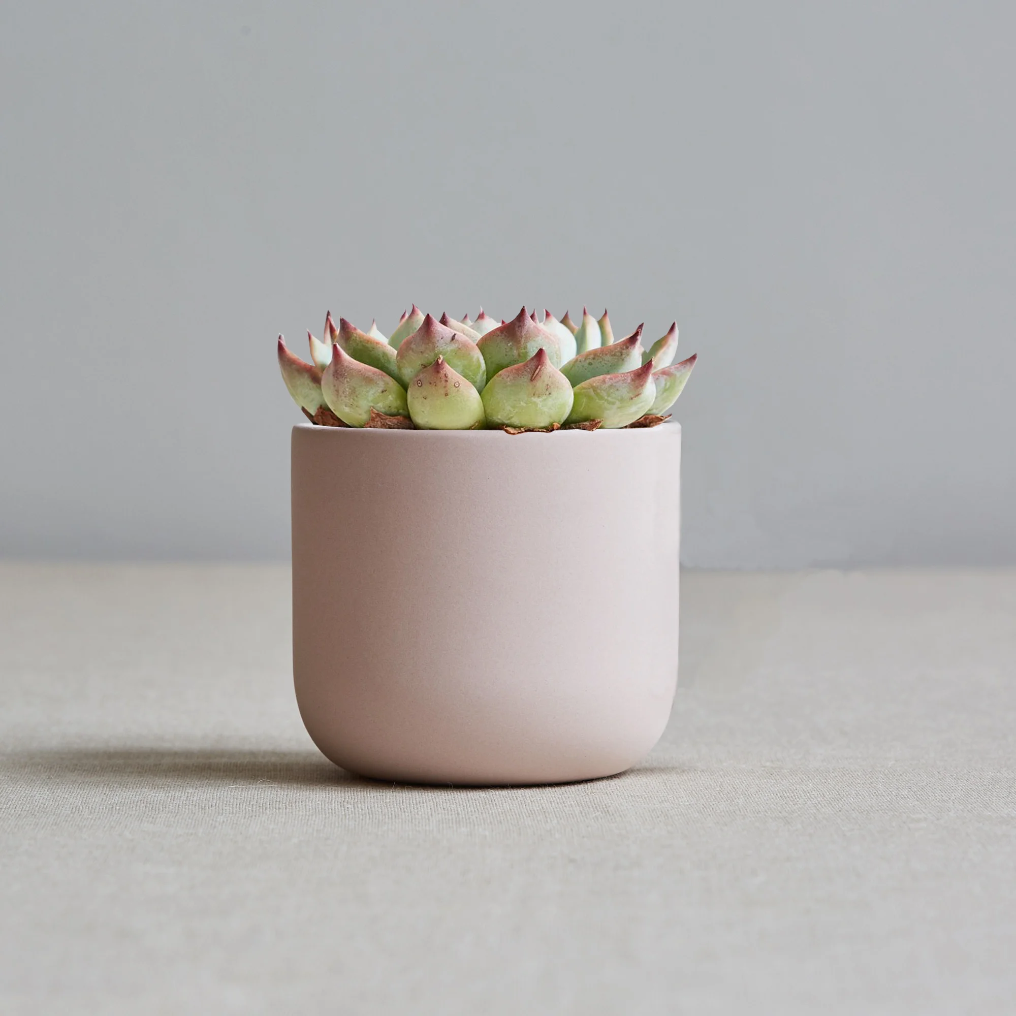 Sue-Pryke-P planter.jpg