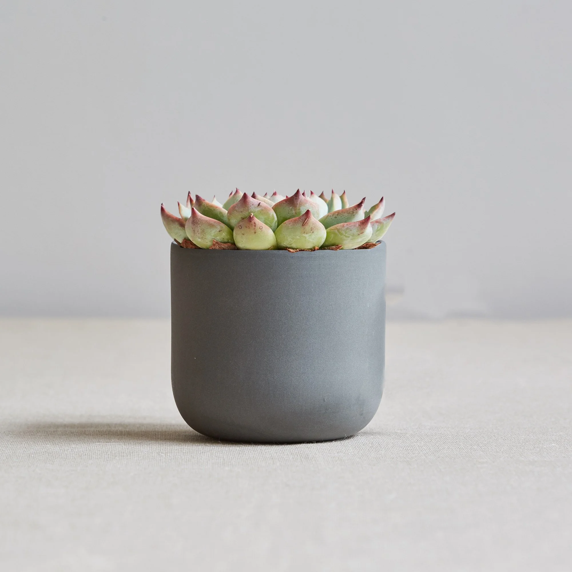 Sue-Pryke-DG+plant.jpg