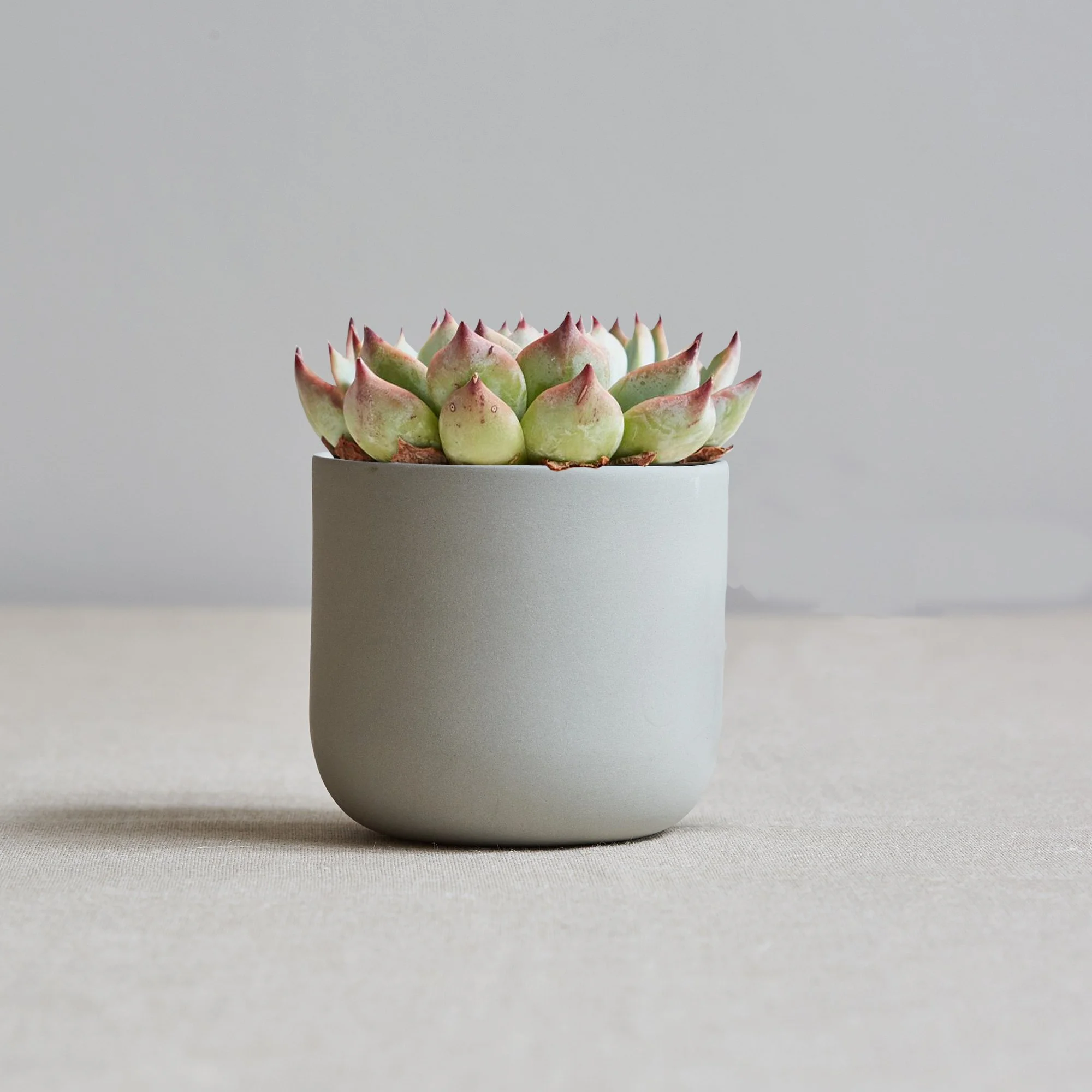Sue-Pryke-g+planter.jpg