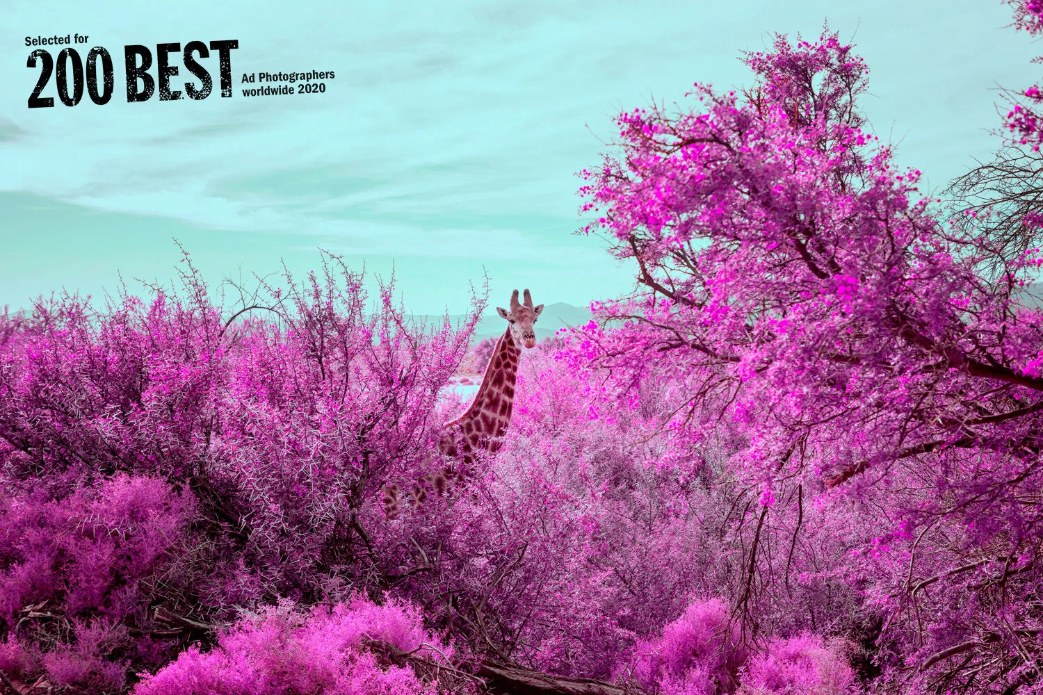 JoelMMiller_Pink_Safari_II_200Best.jpg