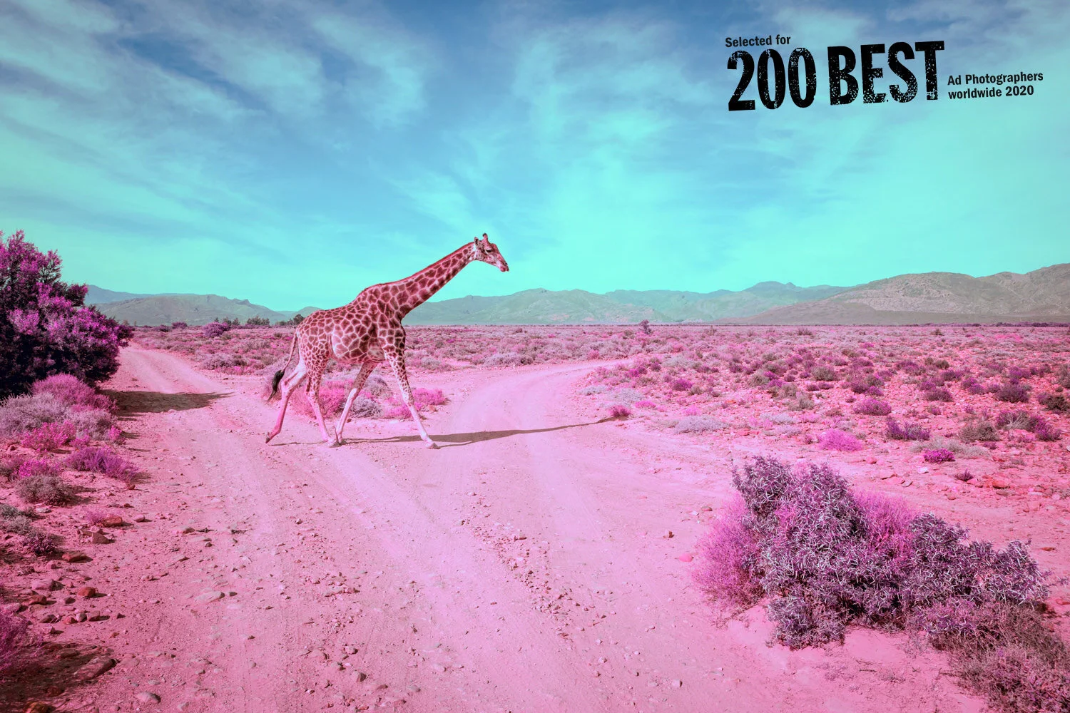JoelMMiller_Pink_Safari_III_200Best.jpg