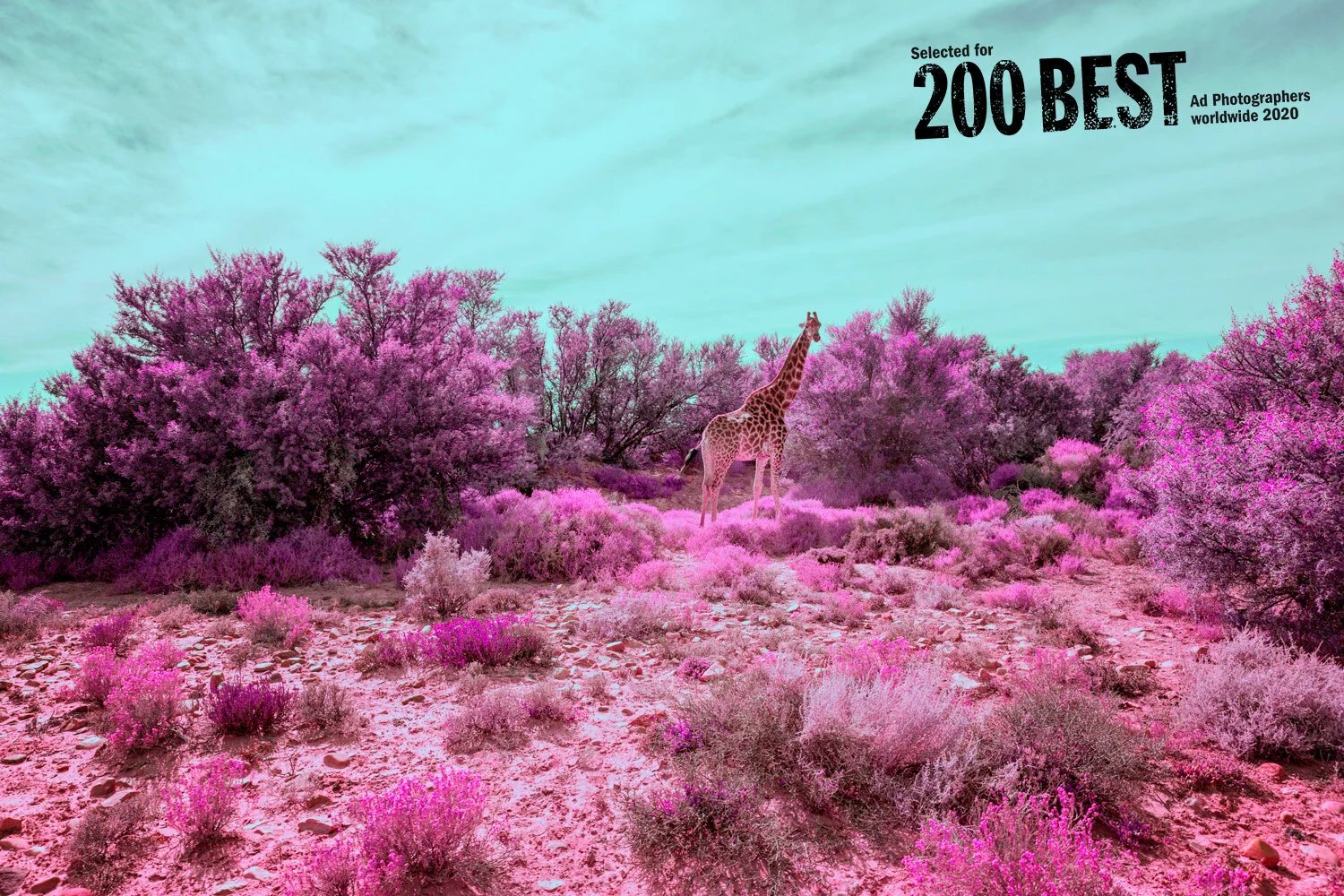 JoelMMiller_Pink_Safari_I_200Best.jpg