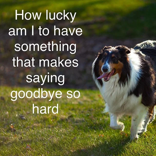 This year has blessed me with amazing clients and projects, but you can't have the ups without the downs. Just wanted to pay respects to this kind soul who unexpectedly passed tonight. RIP sweet girl 💔