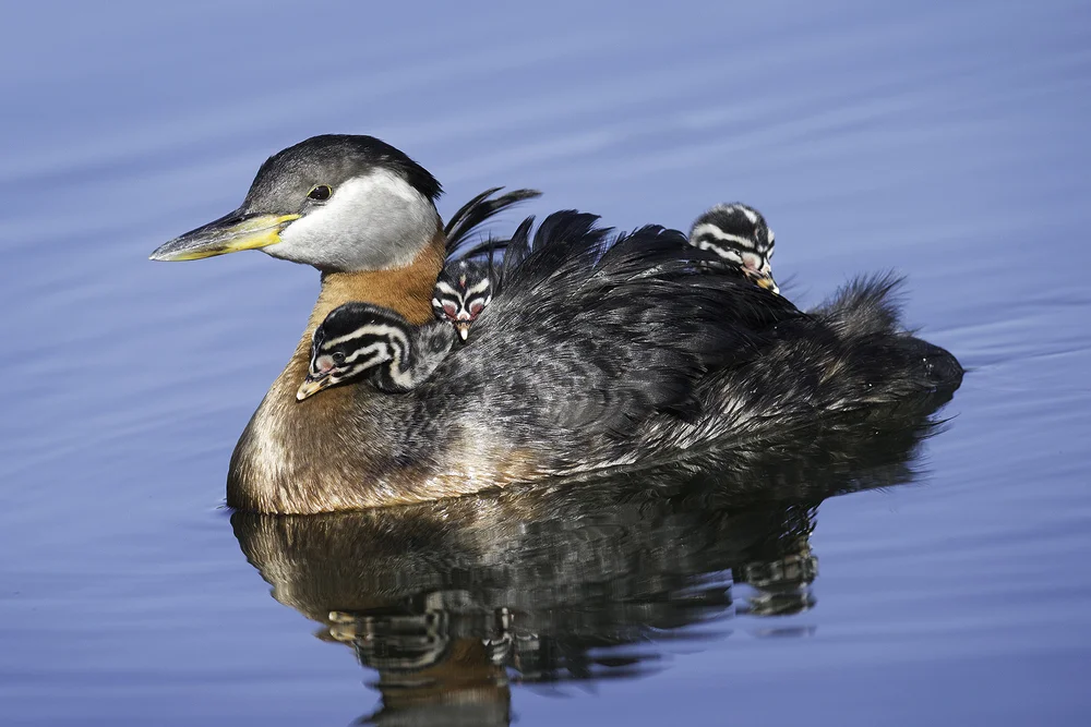 Female redneck grebe with hatchlings by Jim Pena of Rathdrum, ID