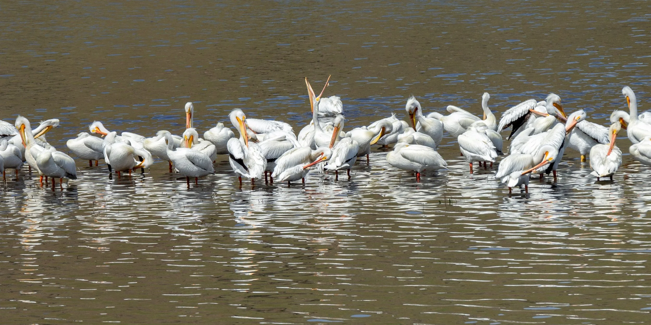 Pelicans in the Clearwater by Debi Carpadus