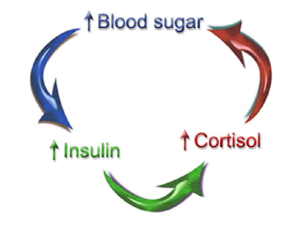 blood-sugar-cycle