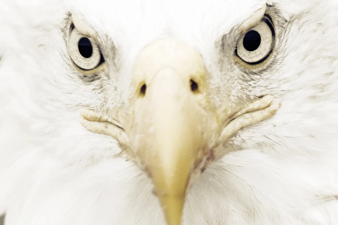 eagleclose.jpg