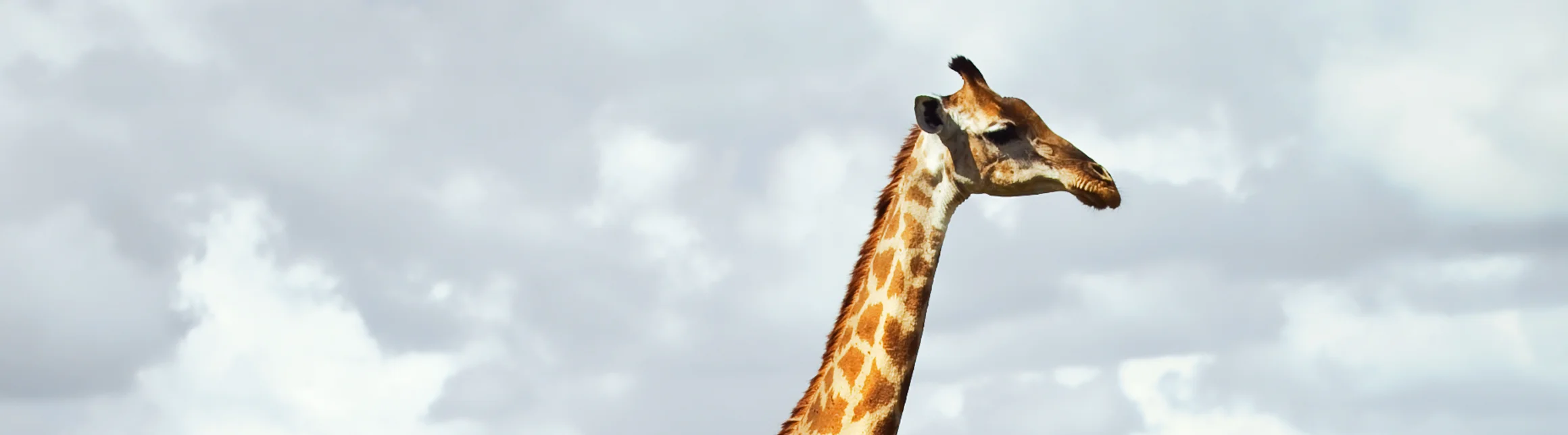 giraffe.jpg