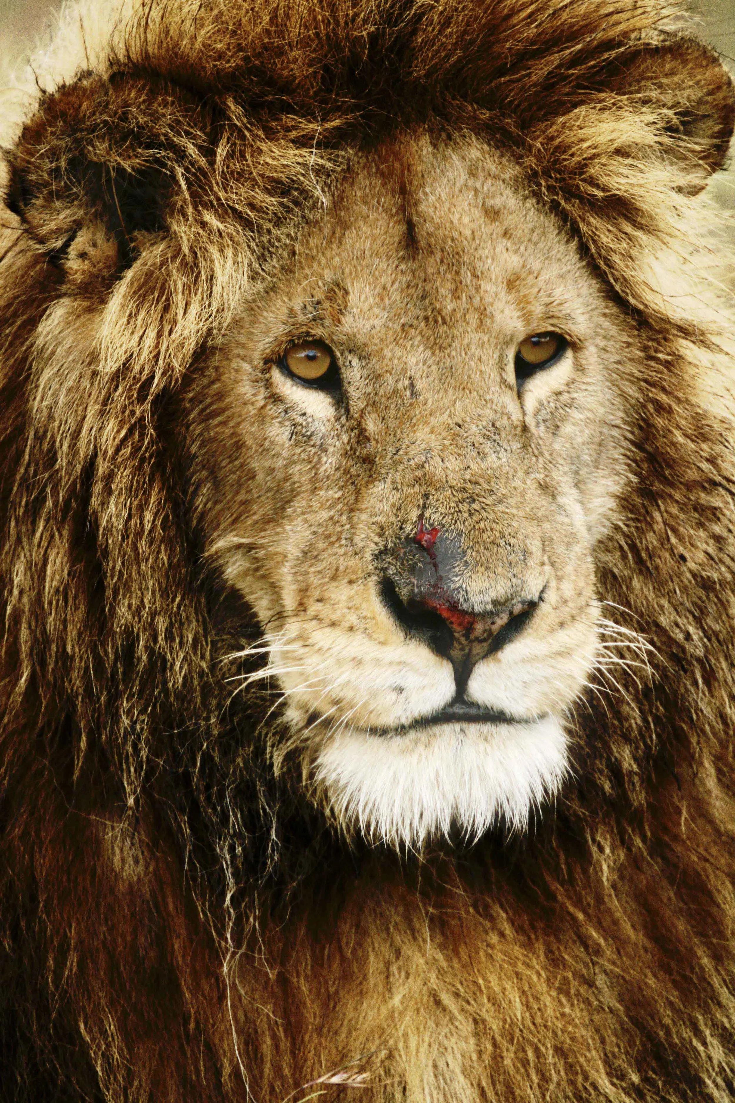 lion king copy_1.jpg