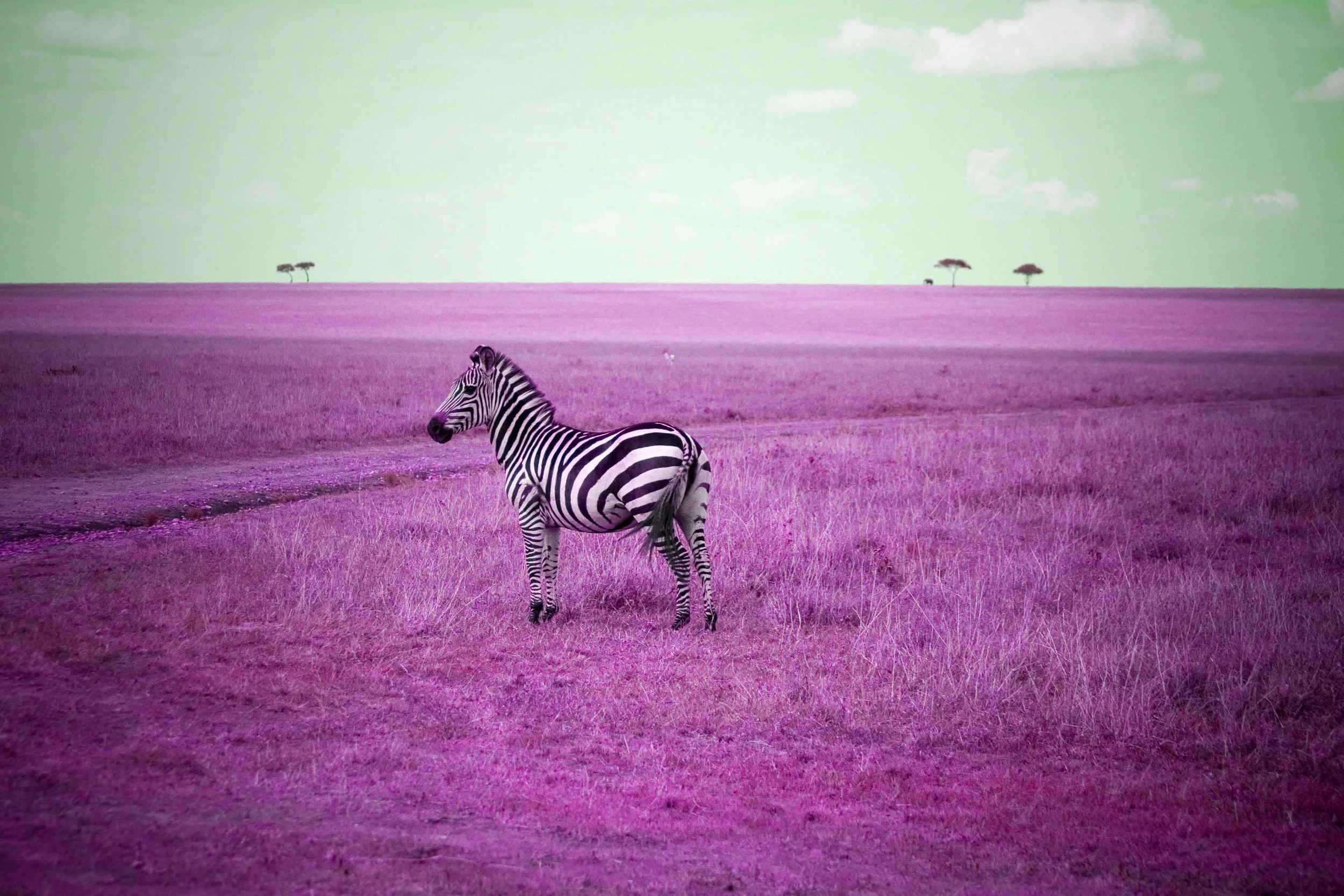 ZebratechnicolourPurple_1.jpg