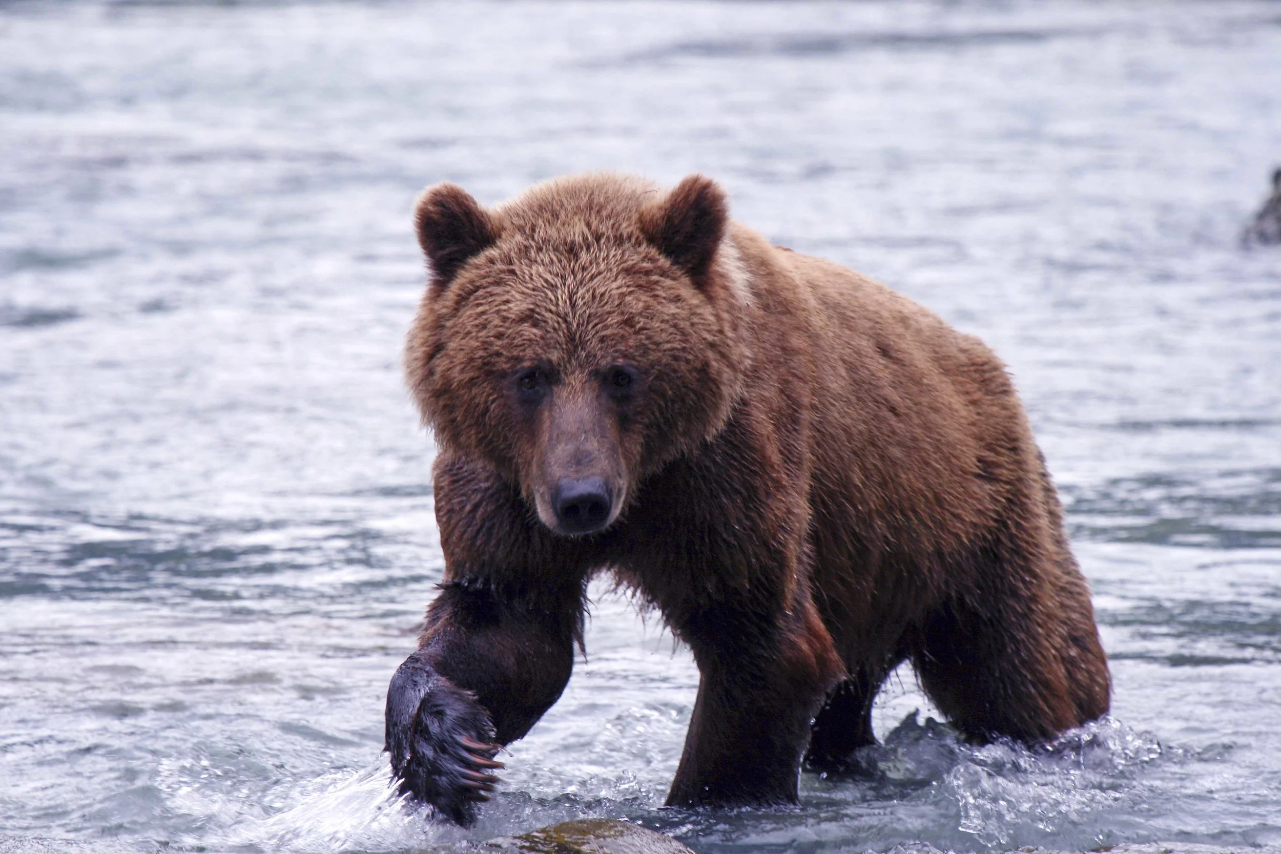 haines bear.jpg